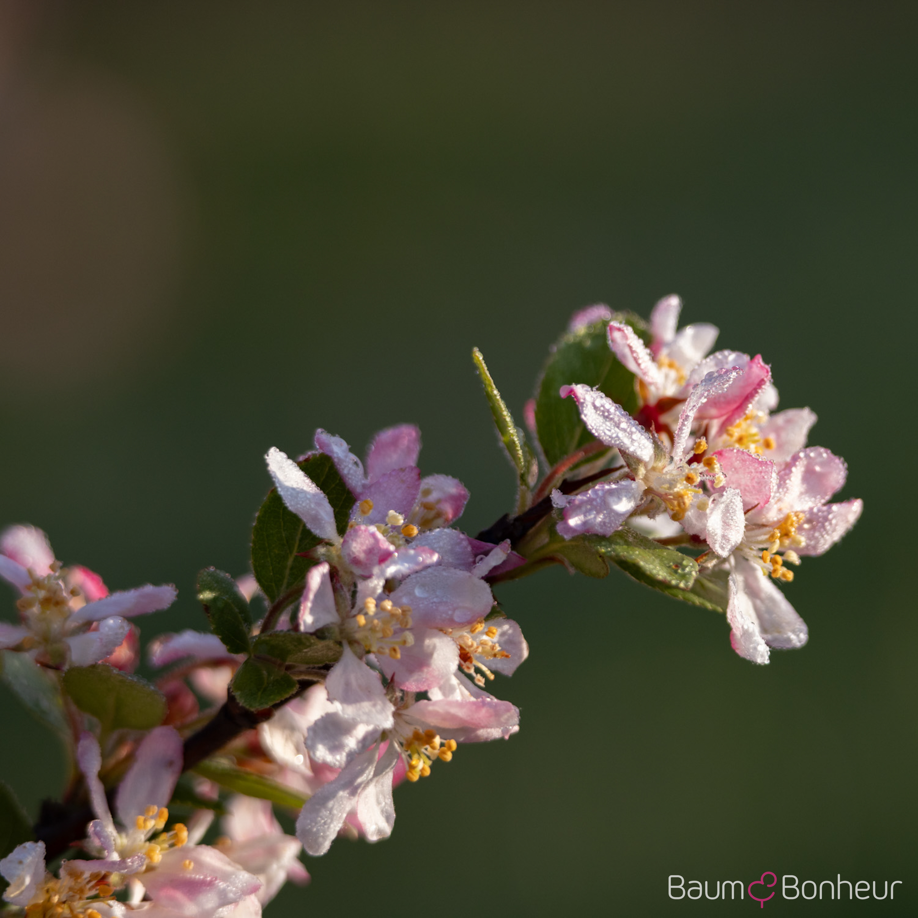 Malus floribunda