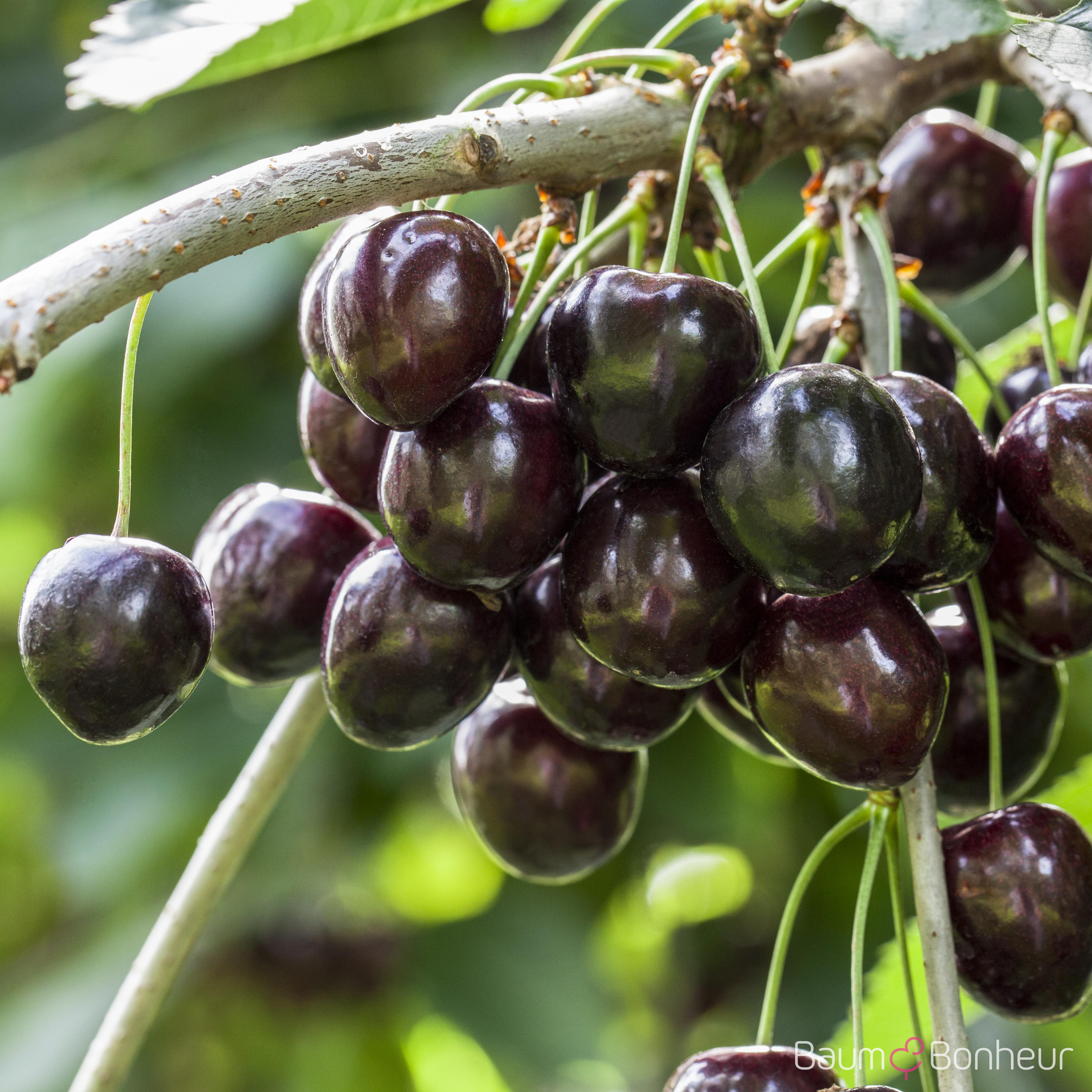 Prunus av. 'Kordia'