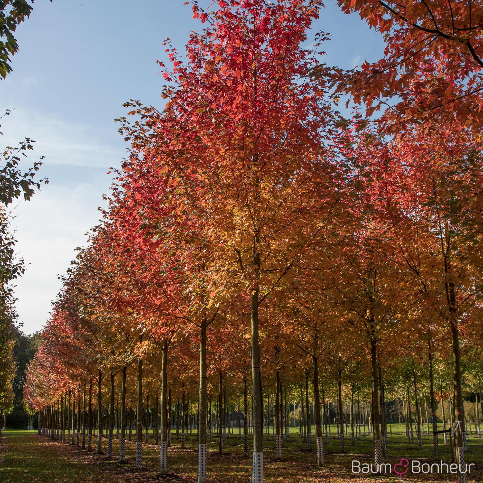 Acer freemanii 'Autumn Blaze'