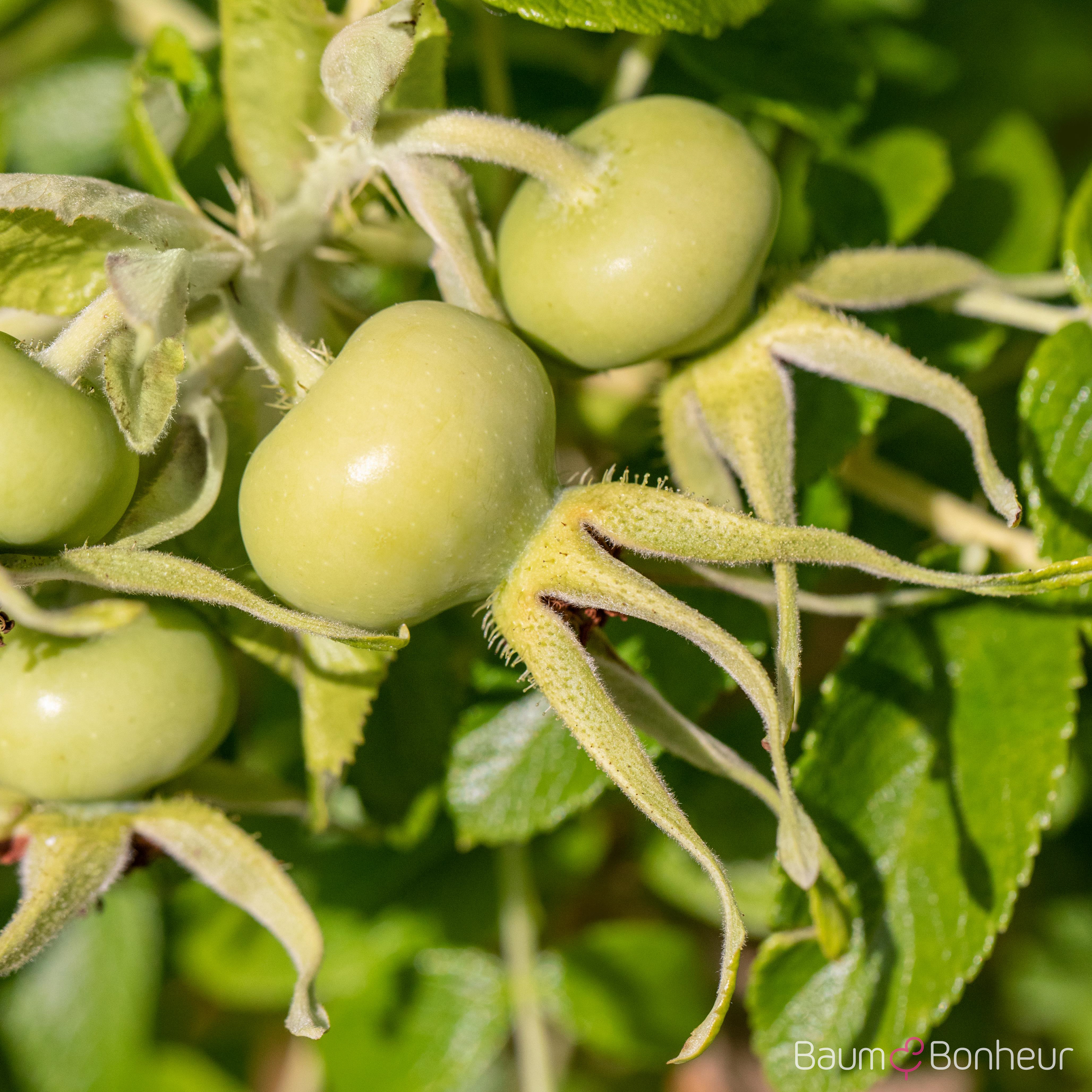 Rosa rugosa alba