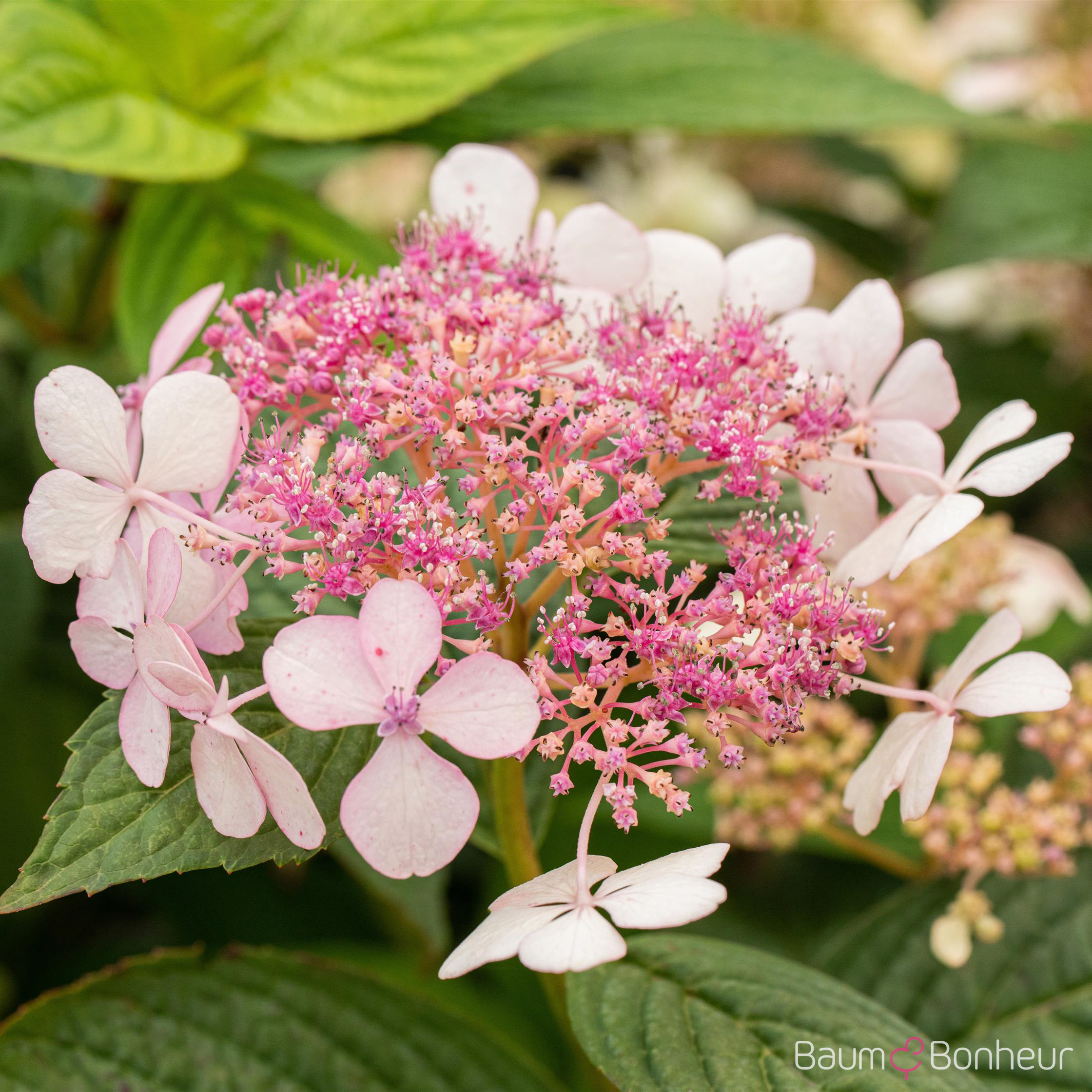 Hydrangea serrata 'Bluebird'