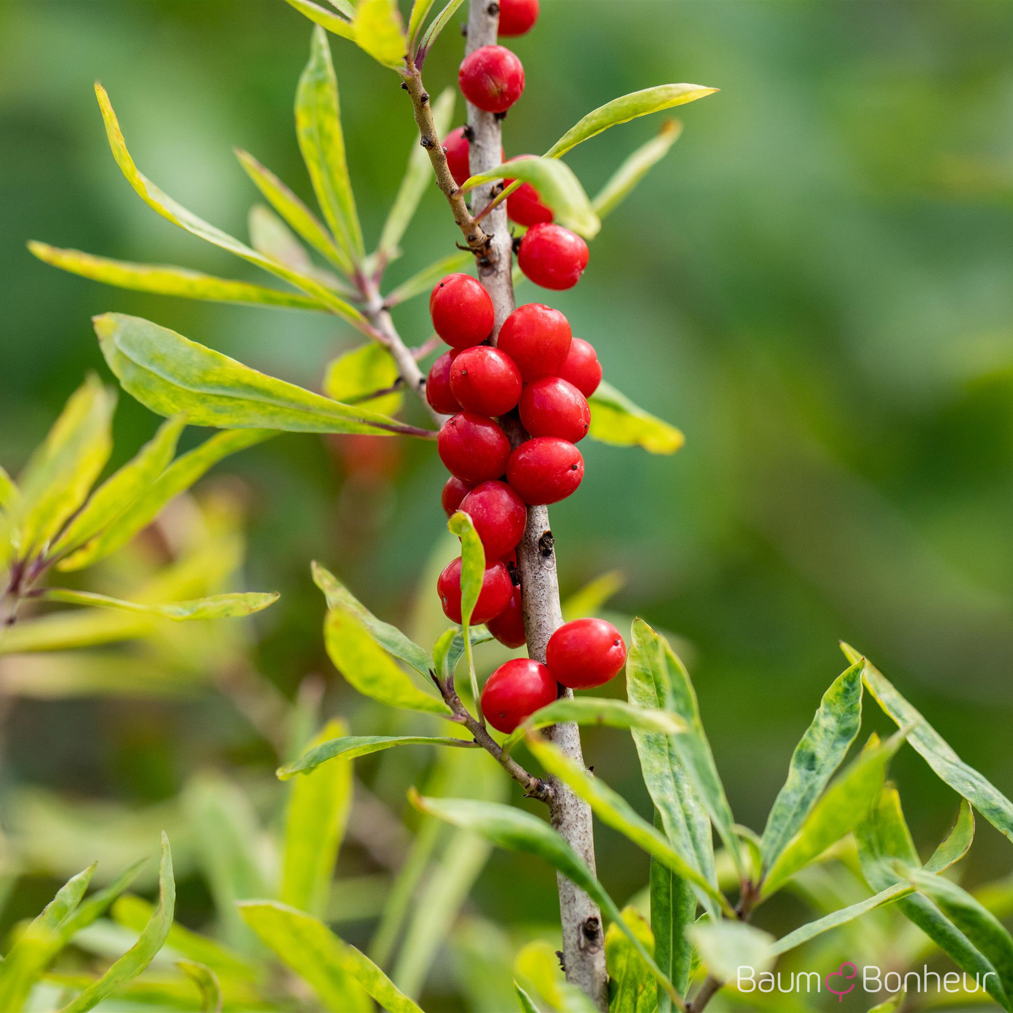 Daphne mezereum 'Rubra Select'