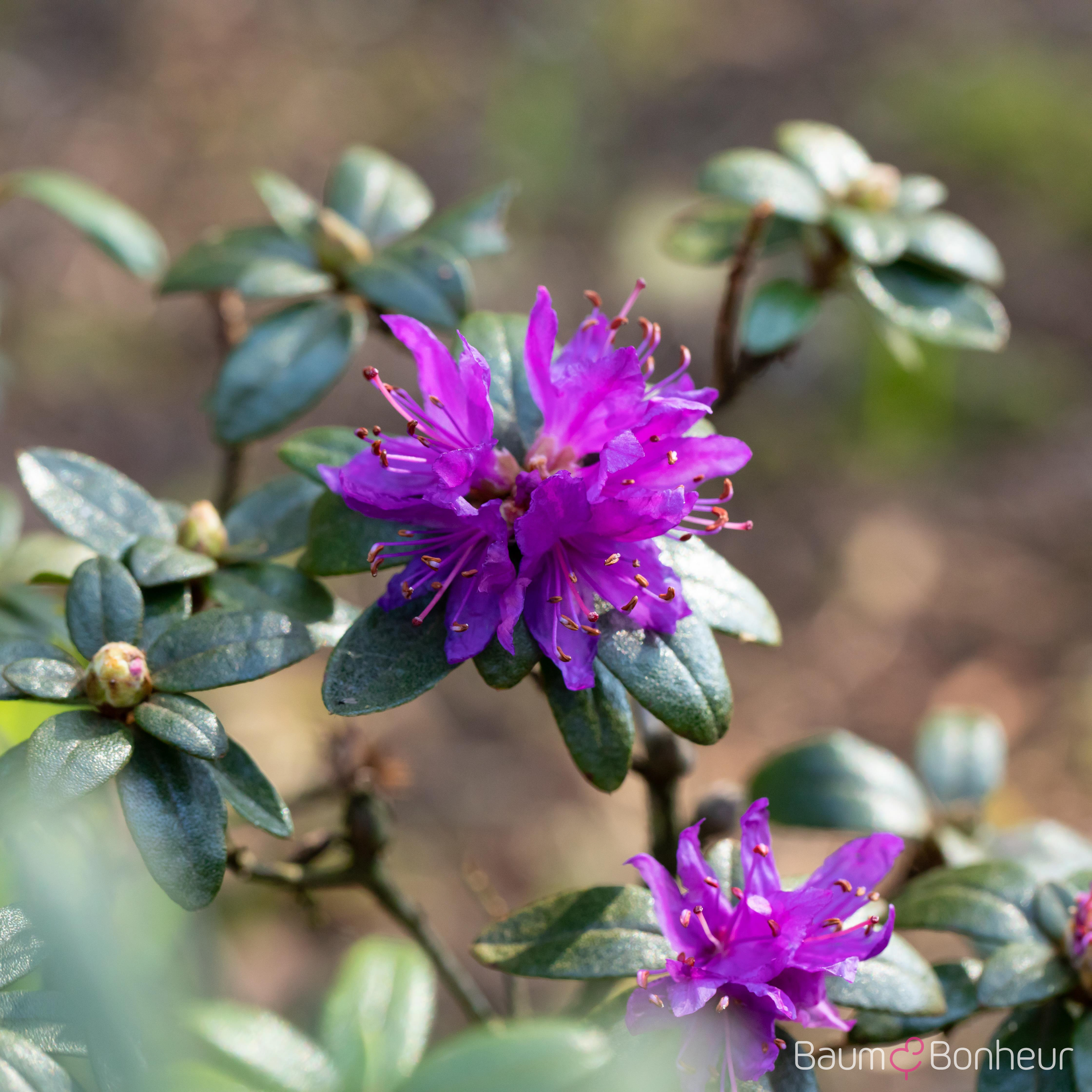Rhododendron russatum