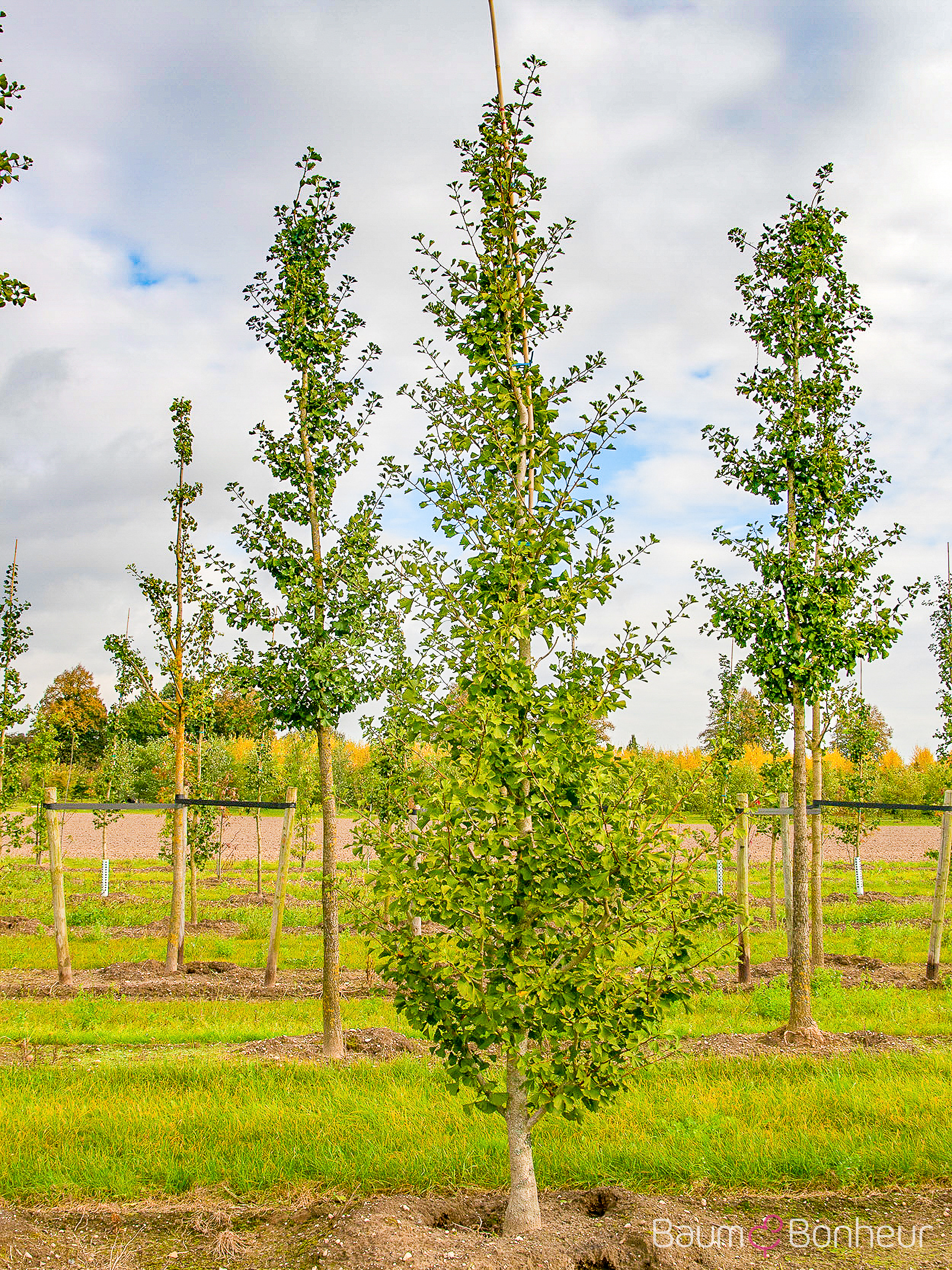 Ginkgo biloba 'Princeton Sentry'