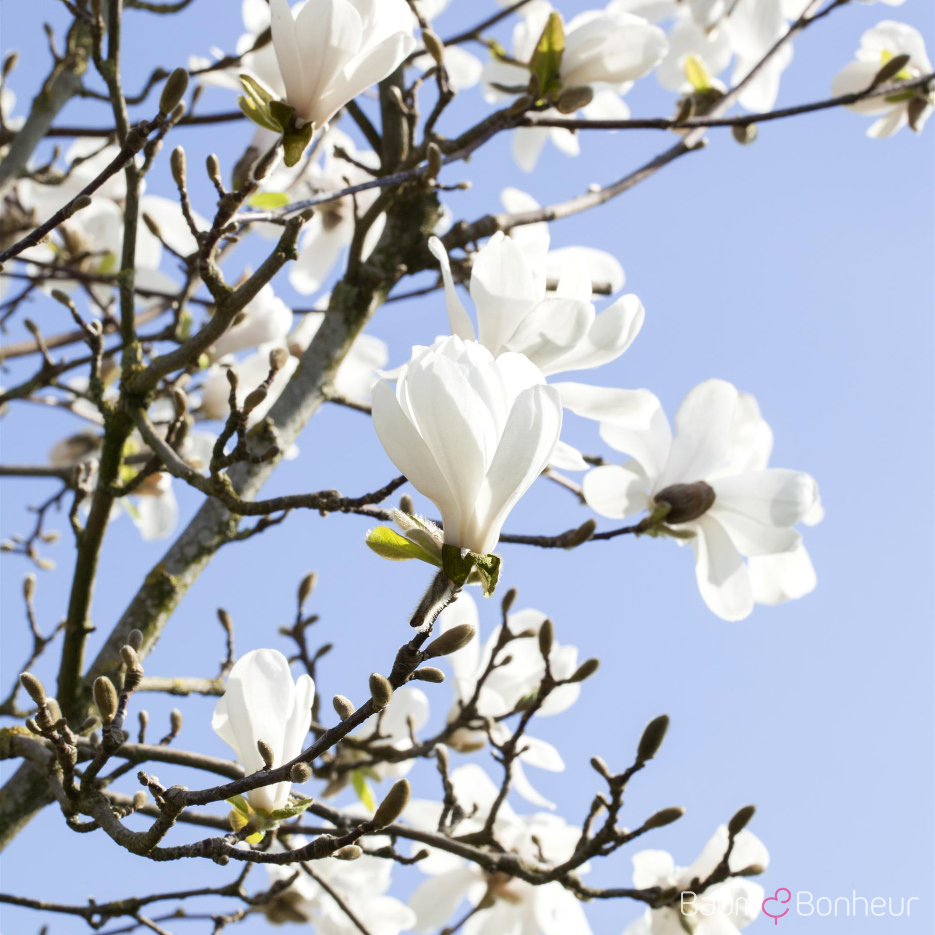Magnolia stellata