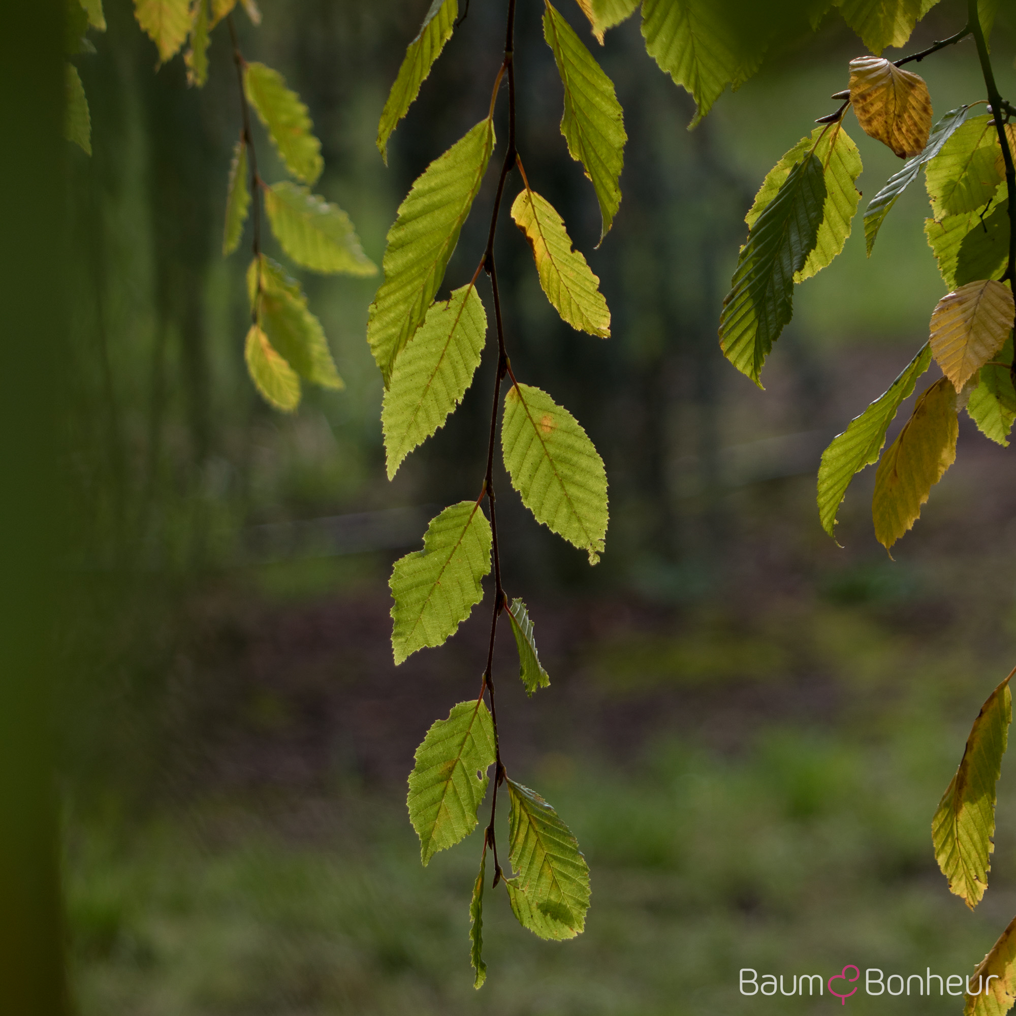 Carpinus betulus 'Pendula'