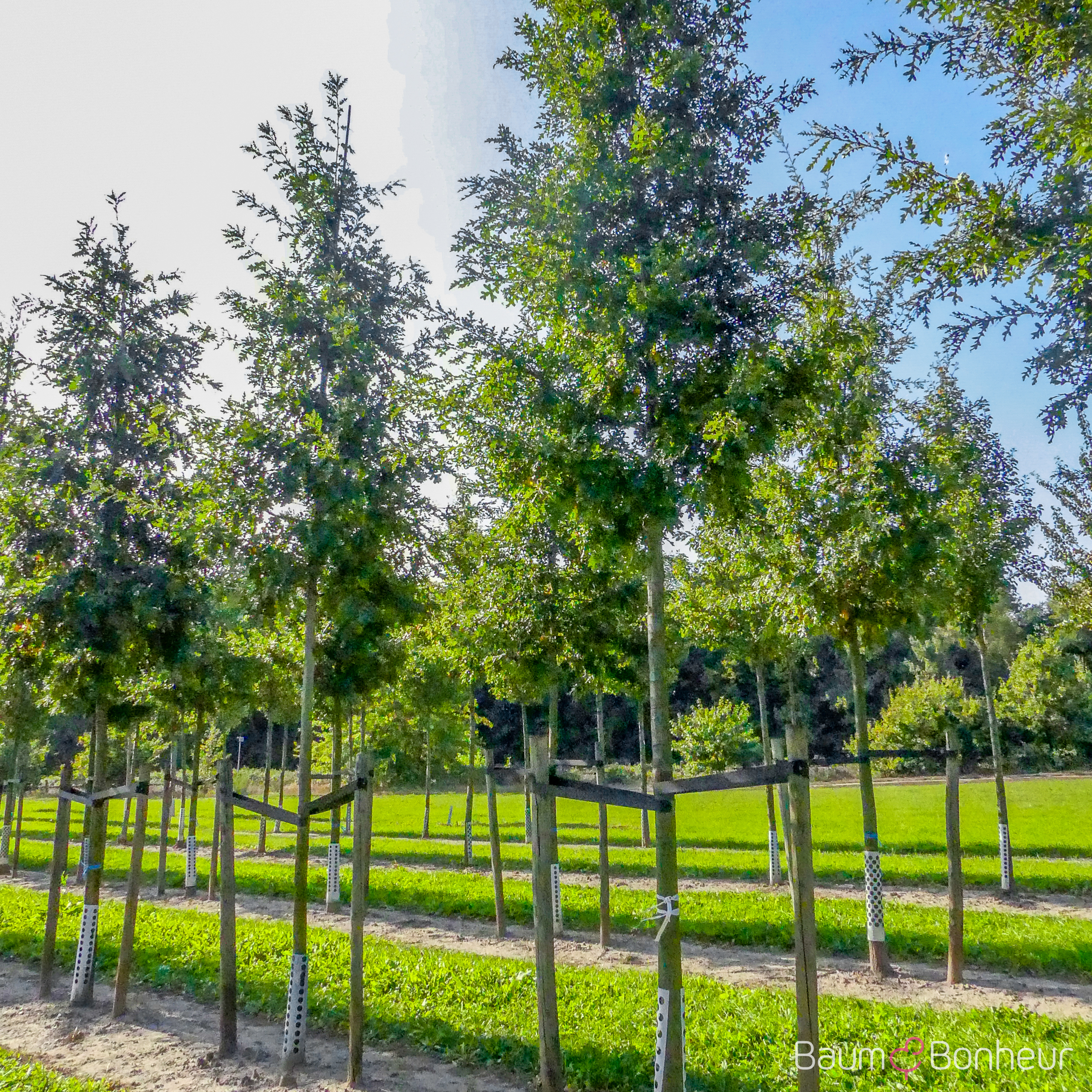 Quercus cerris 'Marvellous'