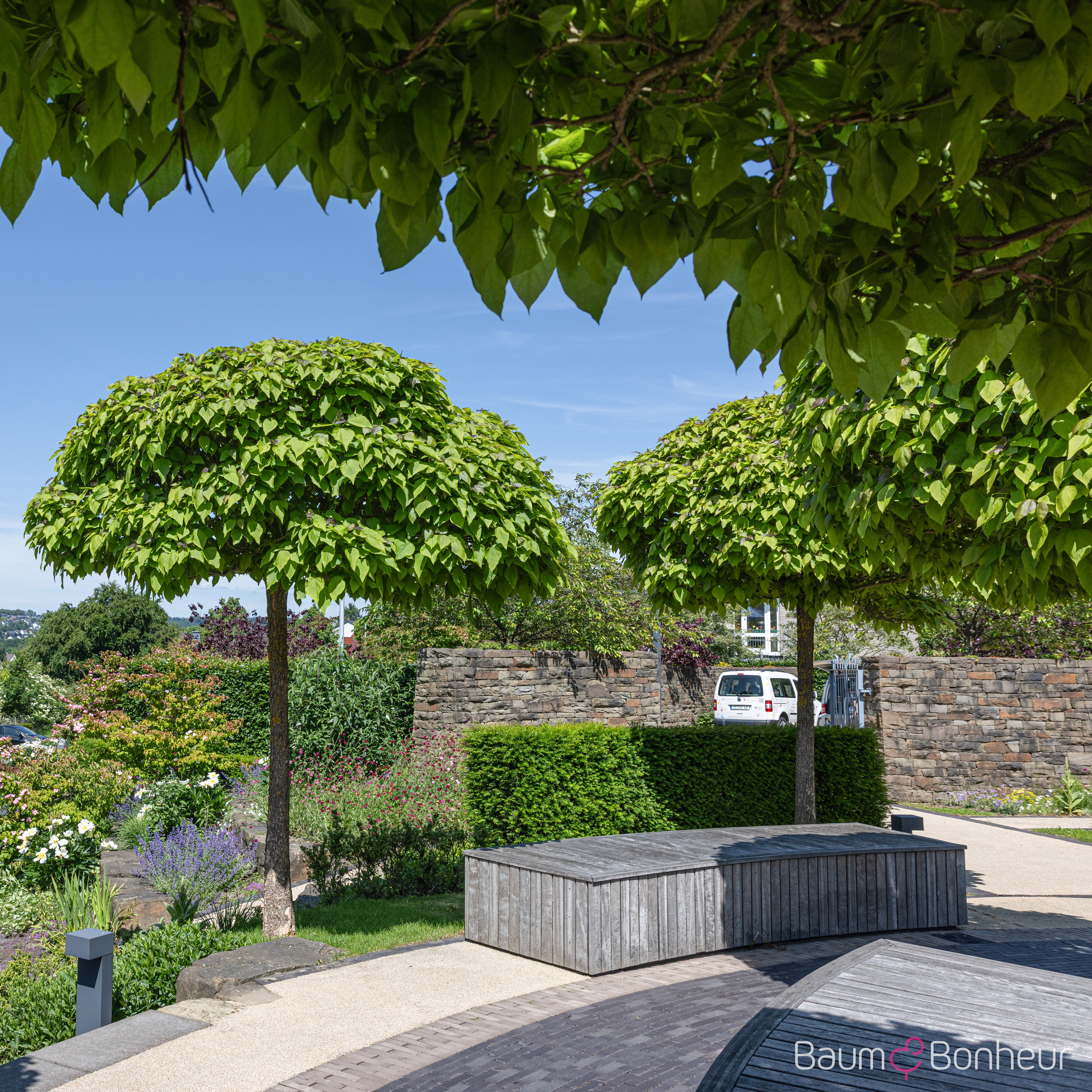 Catalpa bignonioides 'Nana'