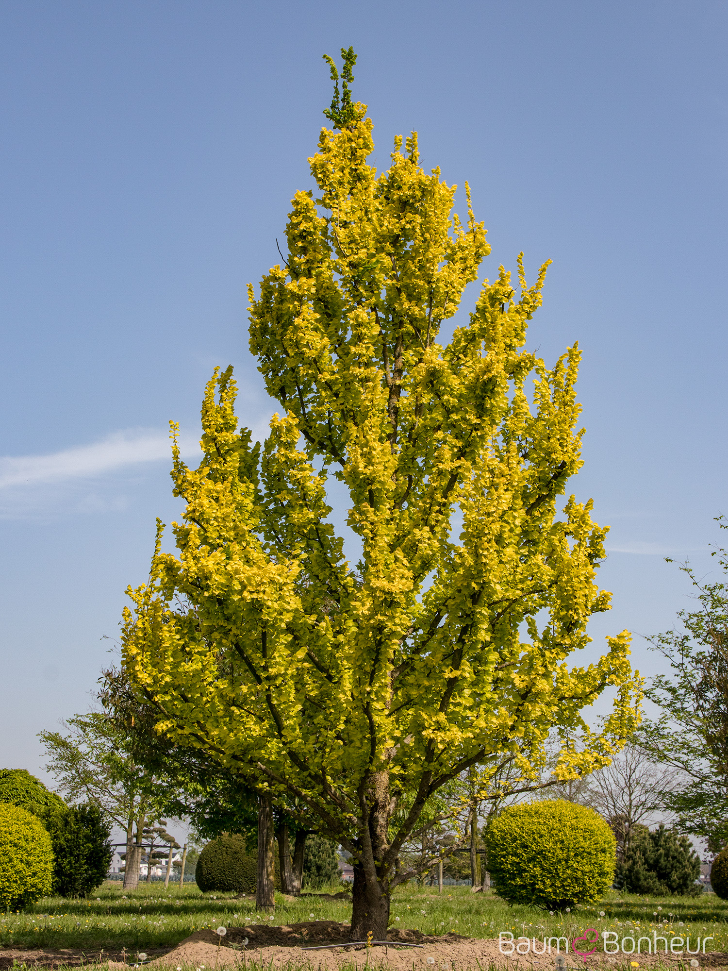 Ulmus carpinifolia 'Wredei'