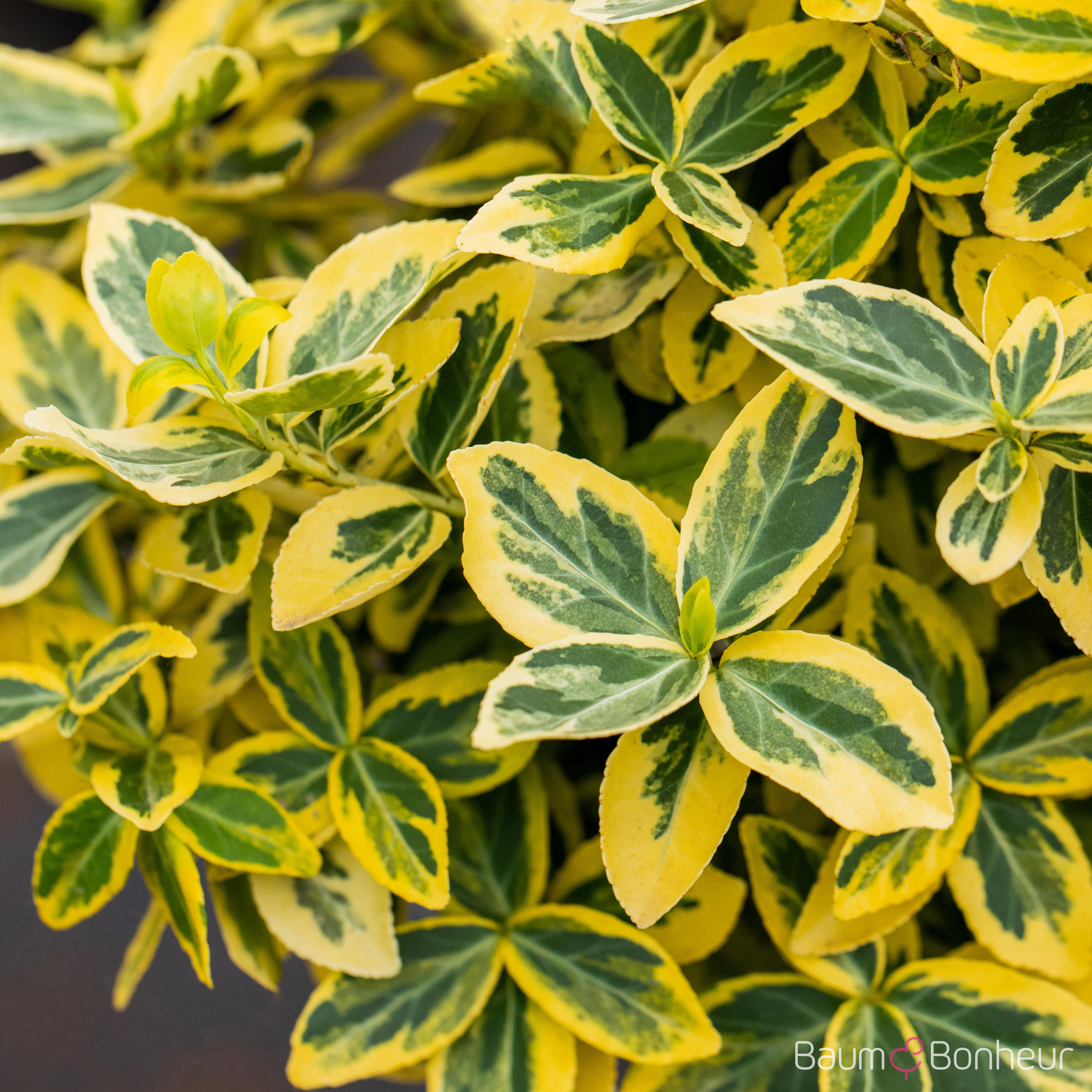 Euonymus fortunei 'Emerald'n Gold'