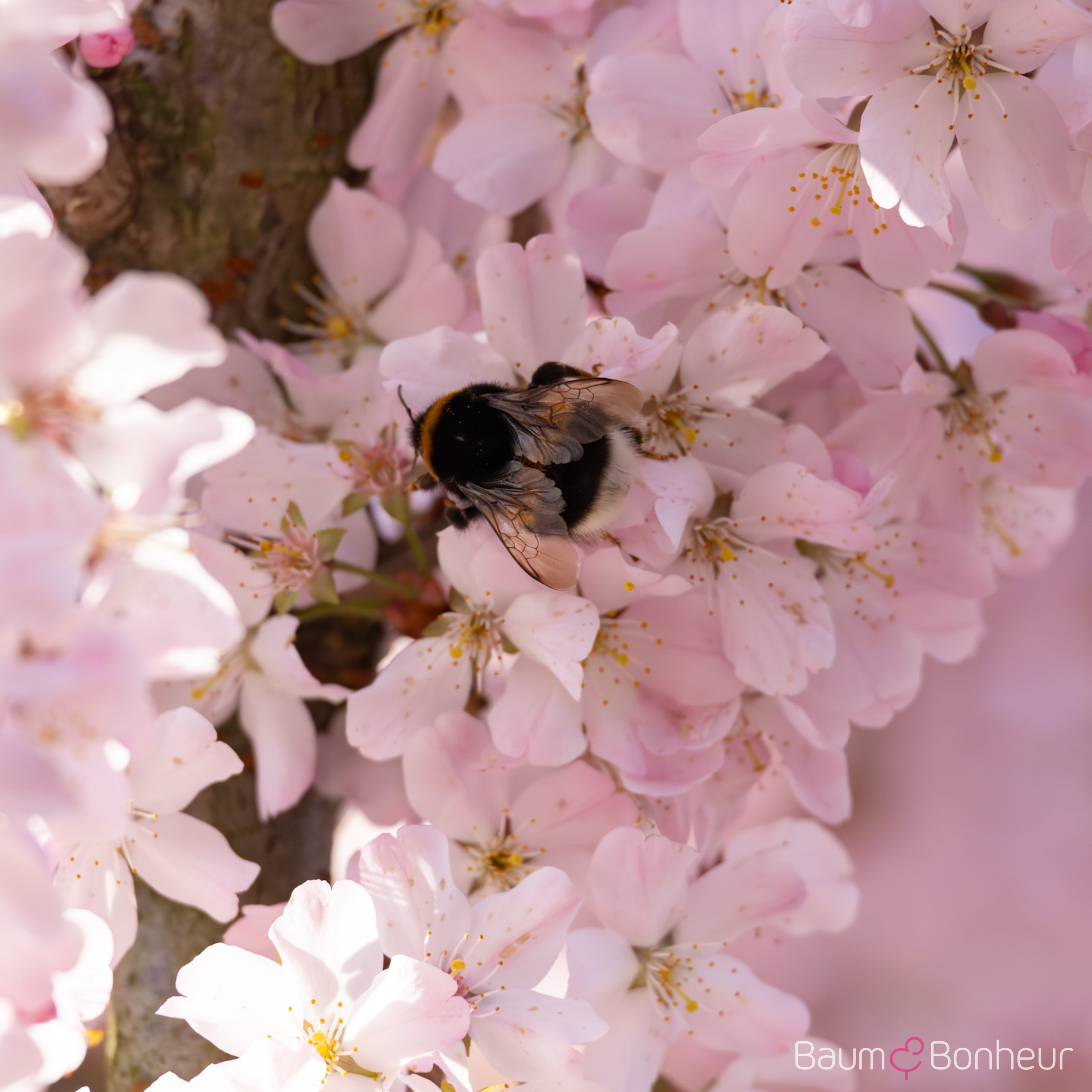 Prunus 'Pandora'