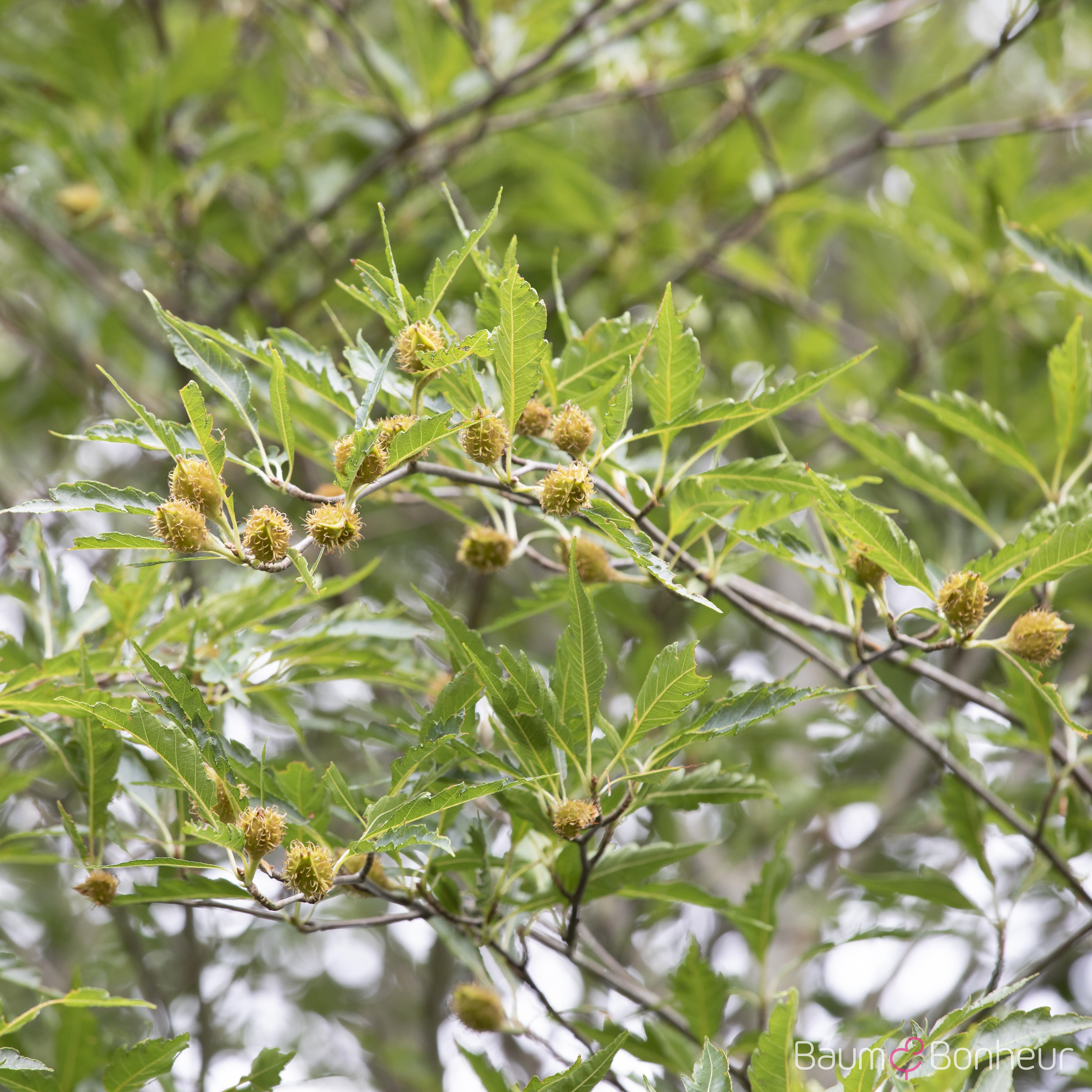 Fagus sylvatica 'Asplenifolia'