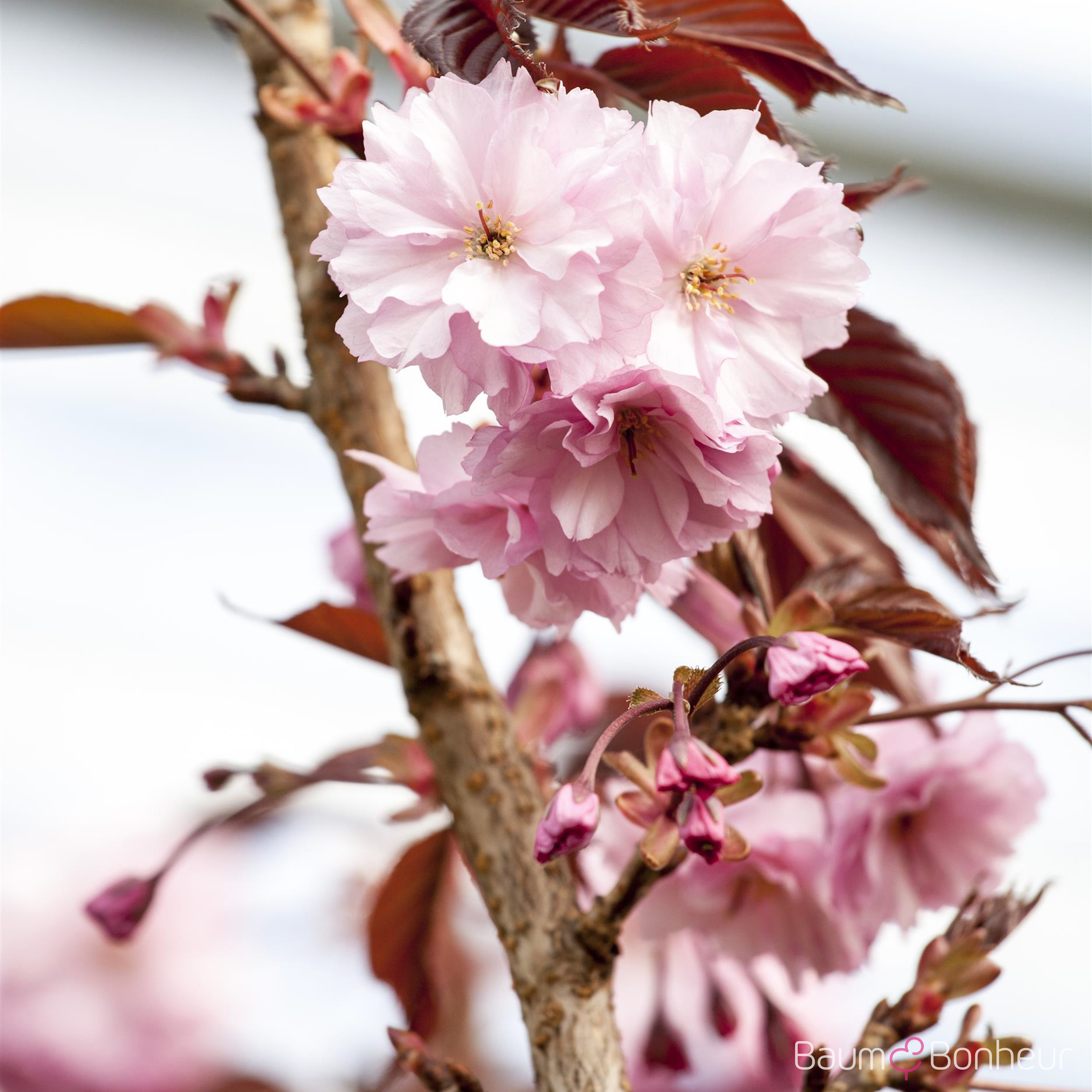 Prunus serrulata 'Royal Burgundy'