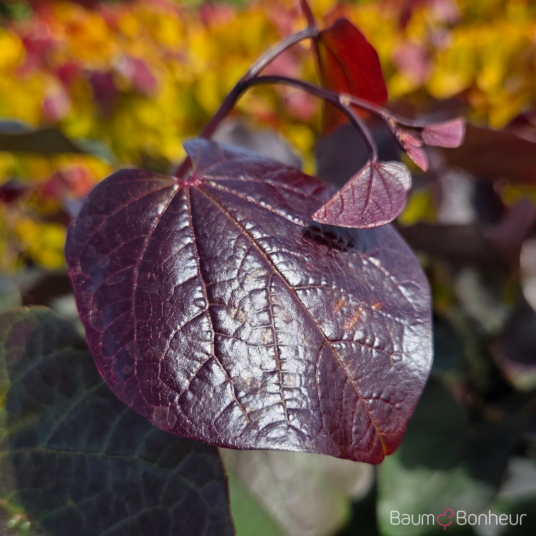 Cercis canadensis 'Forest Pansy'