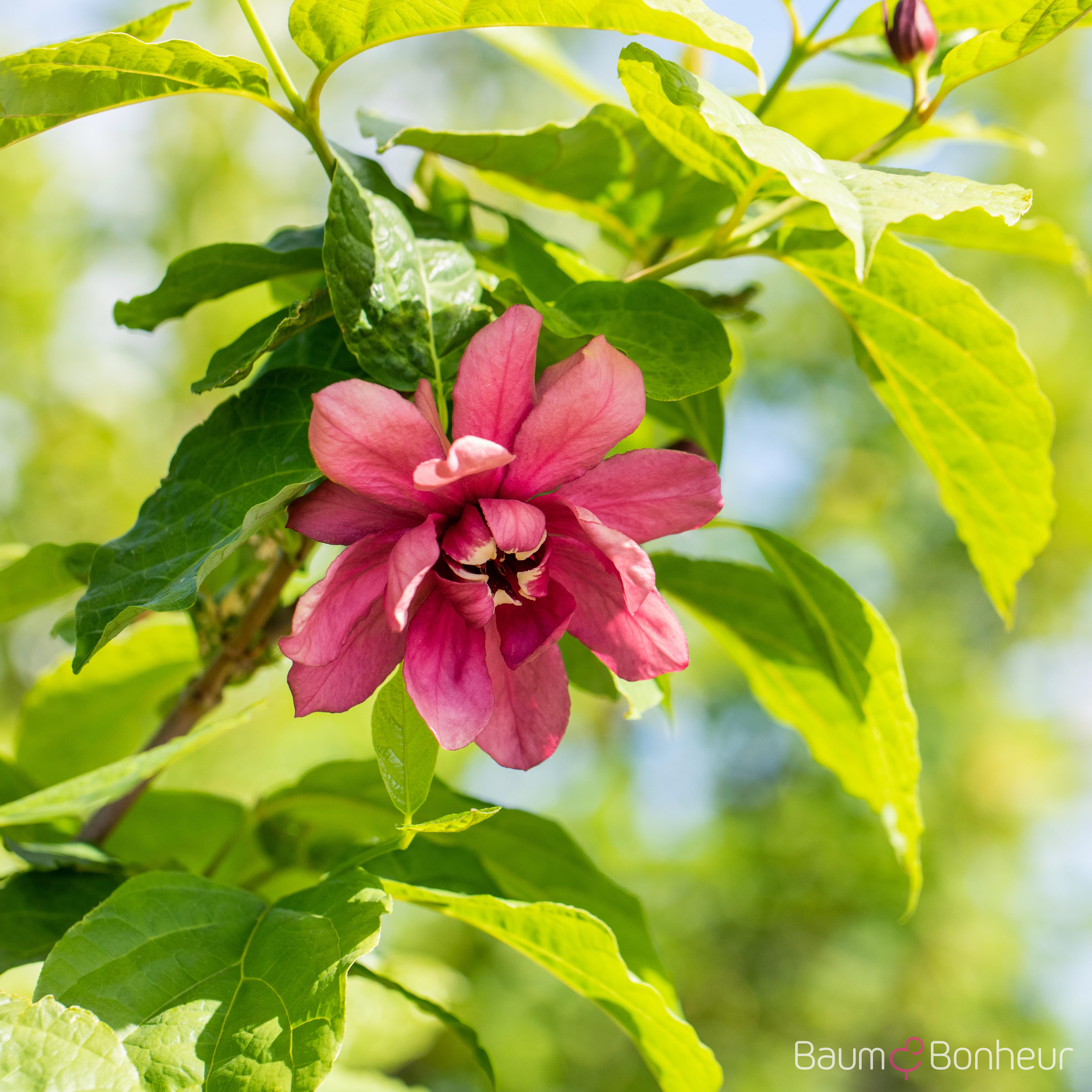 Calycanthus floridus
