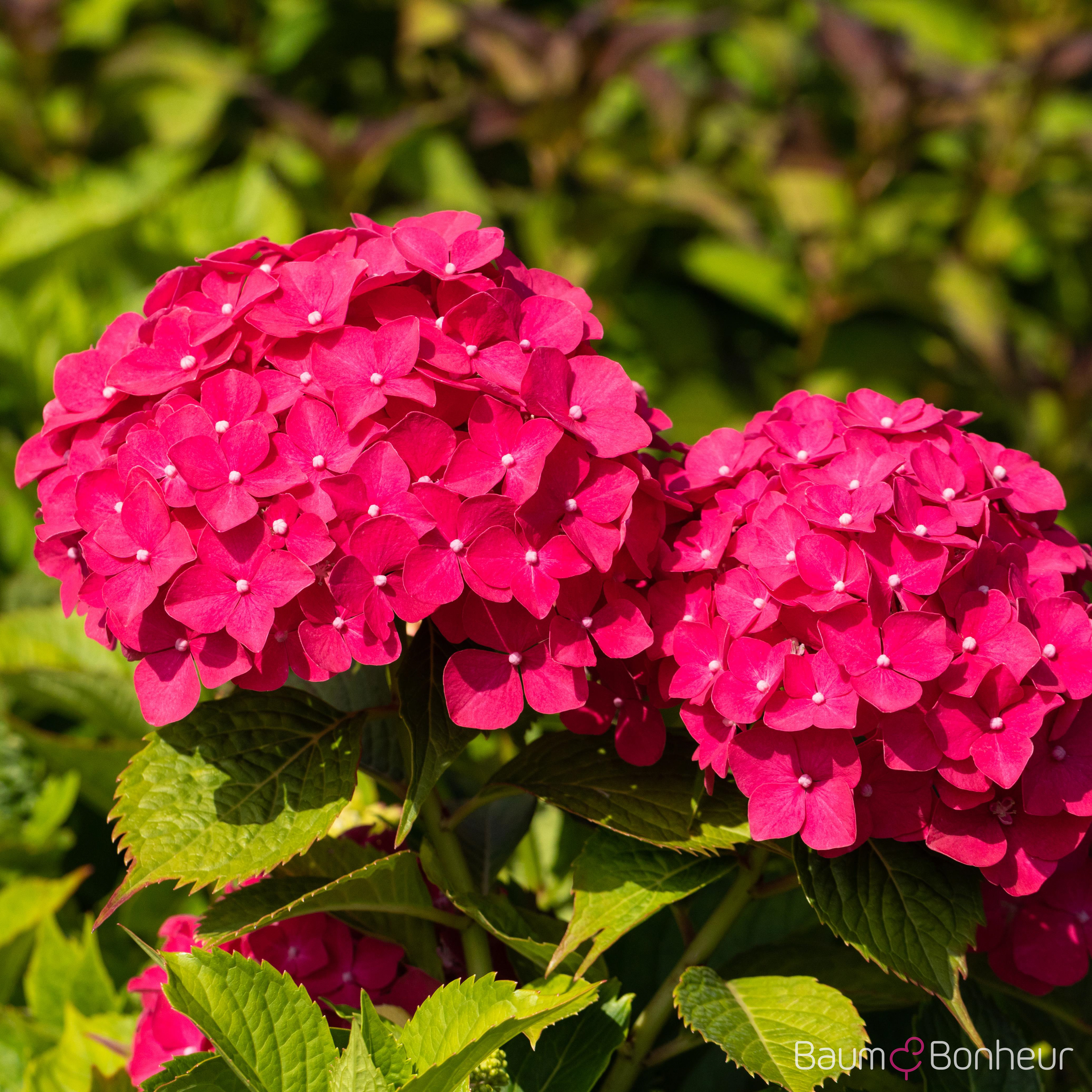 Hydrangea macrophylla 'Freudenstein'