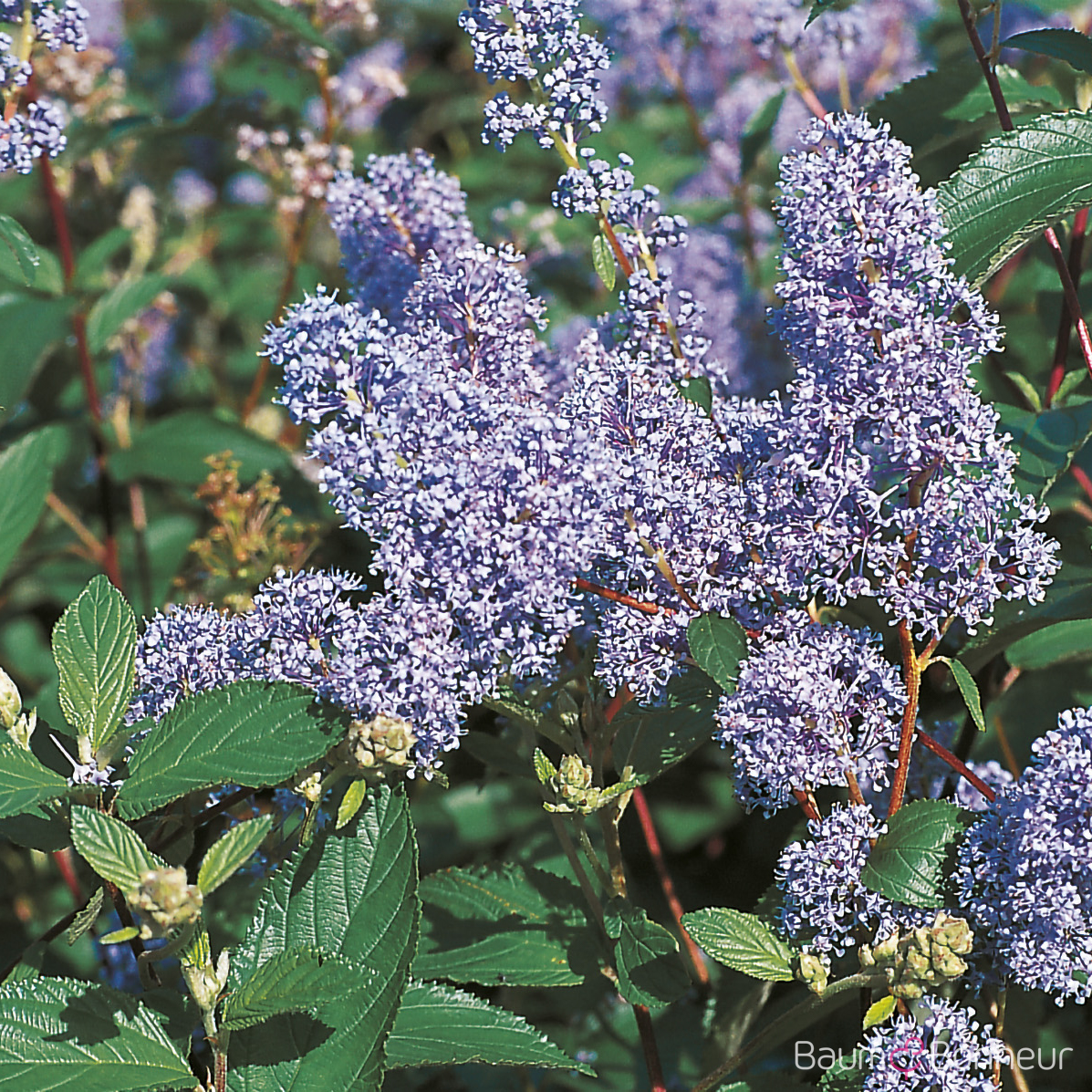 Ceanothus x delilianus 'Gloire de Versailles'