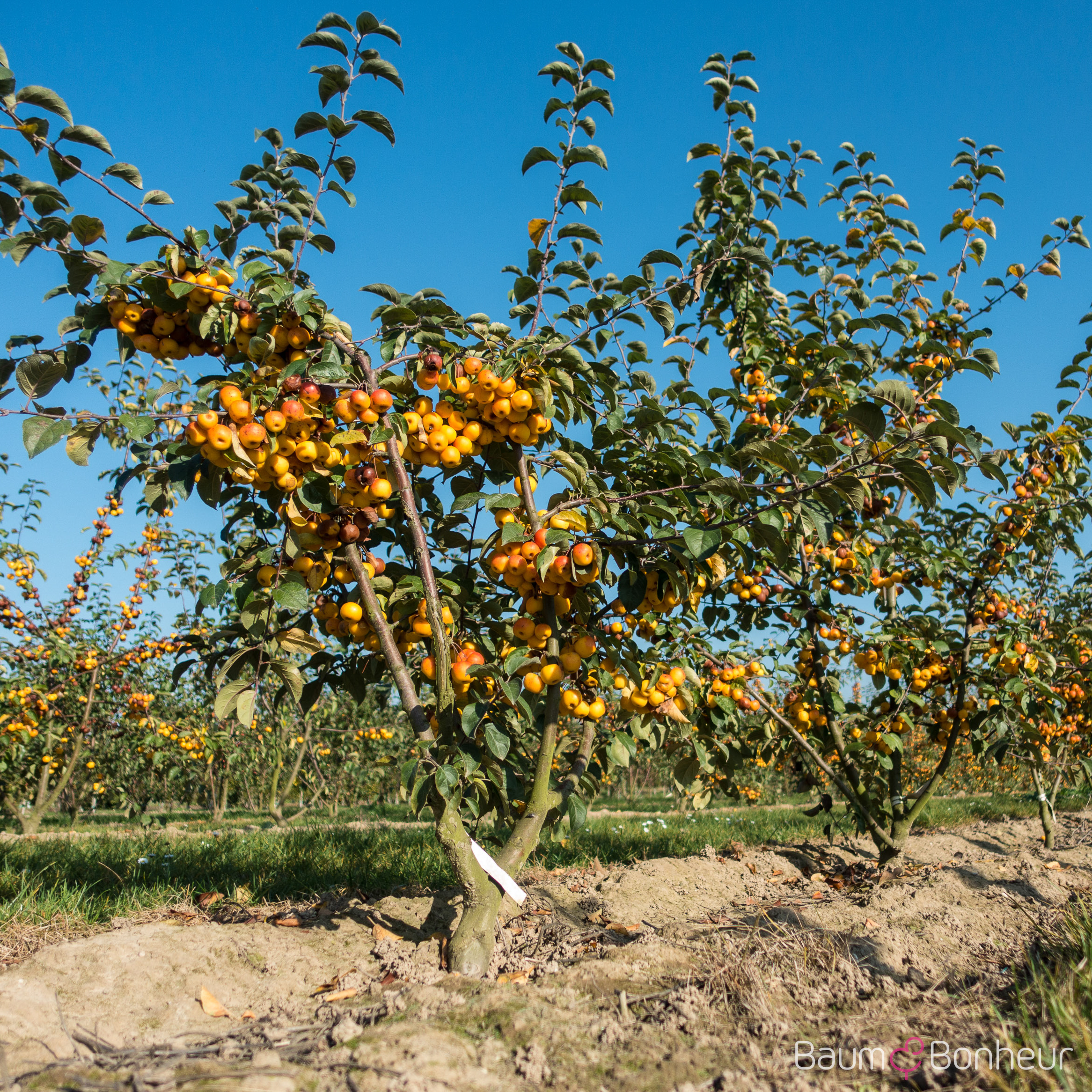 Malus 'Butterball'