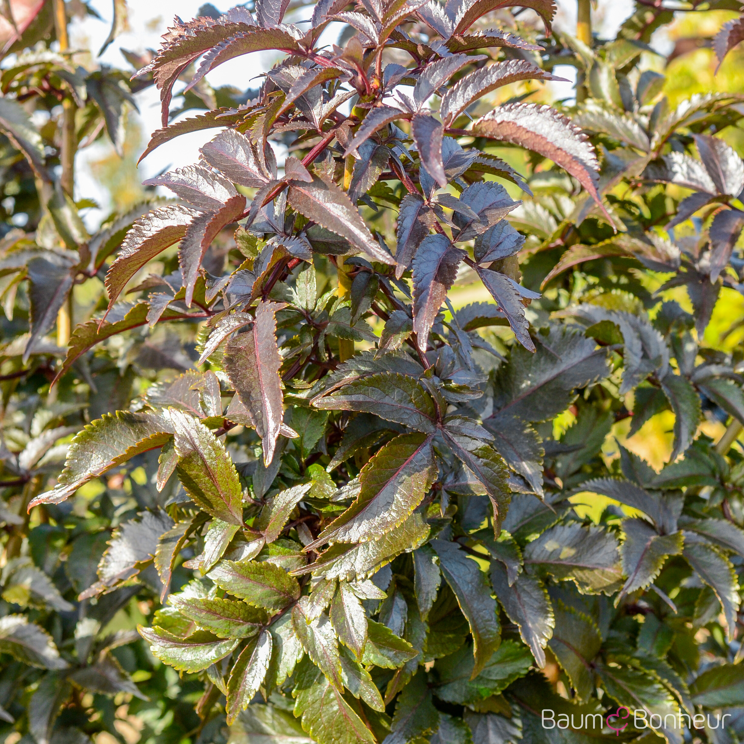 Sambucus nigra 'Black Tower' -R-