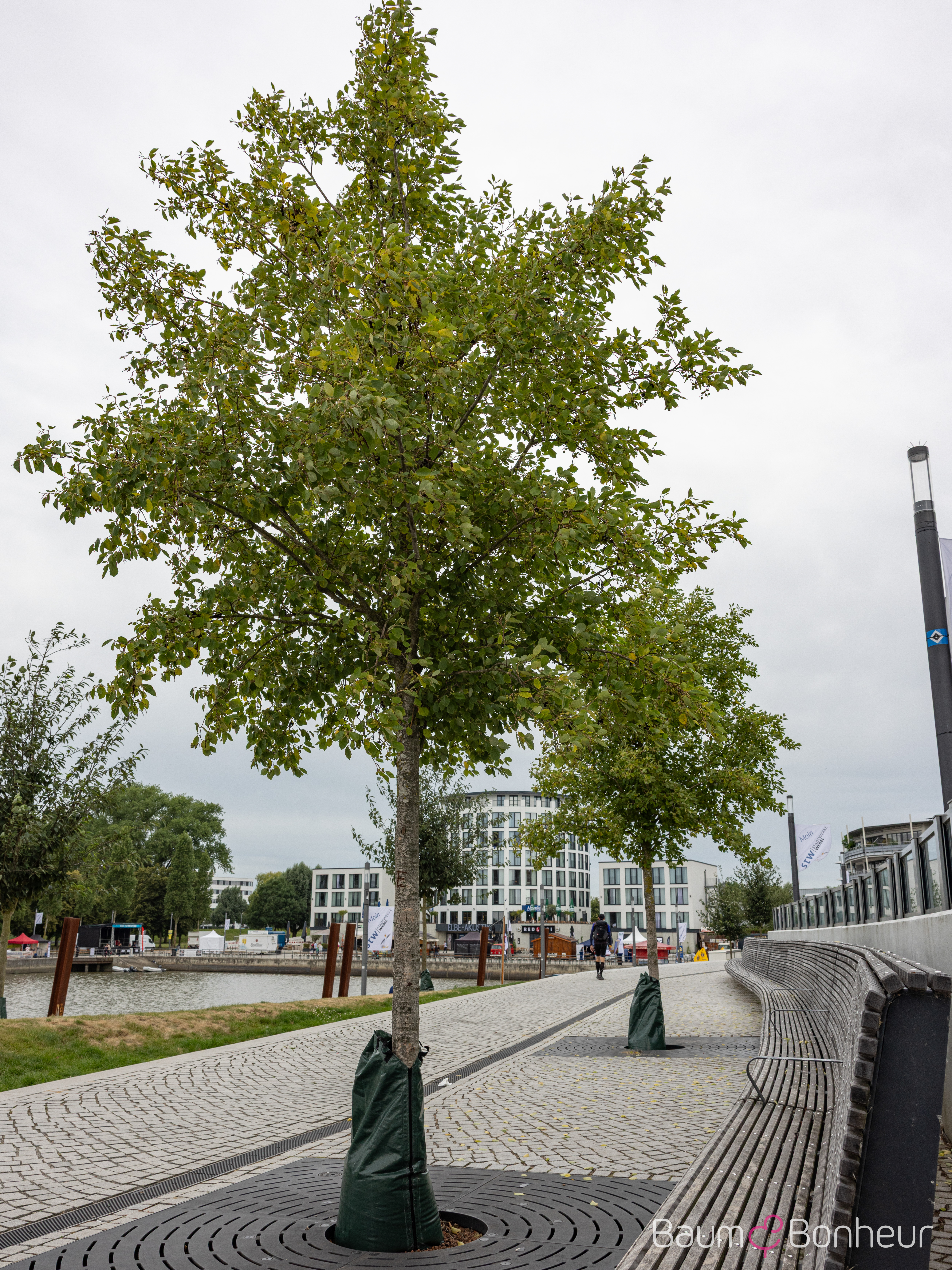 Alnus incana 'Aurea'