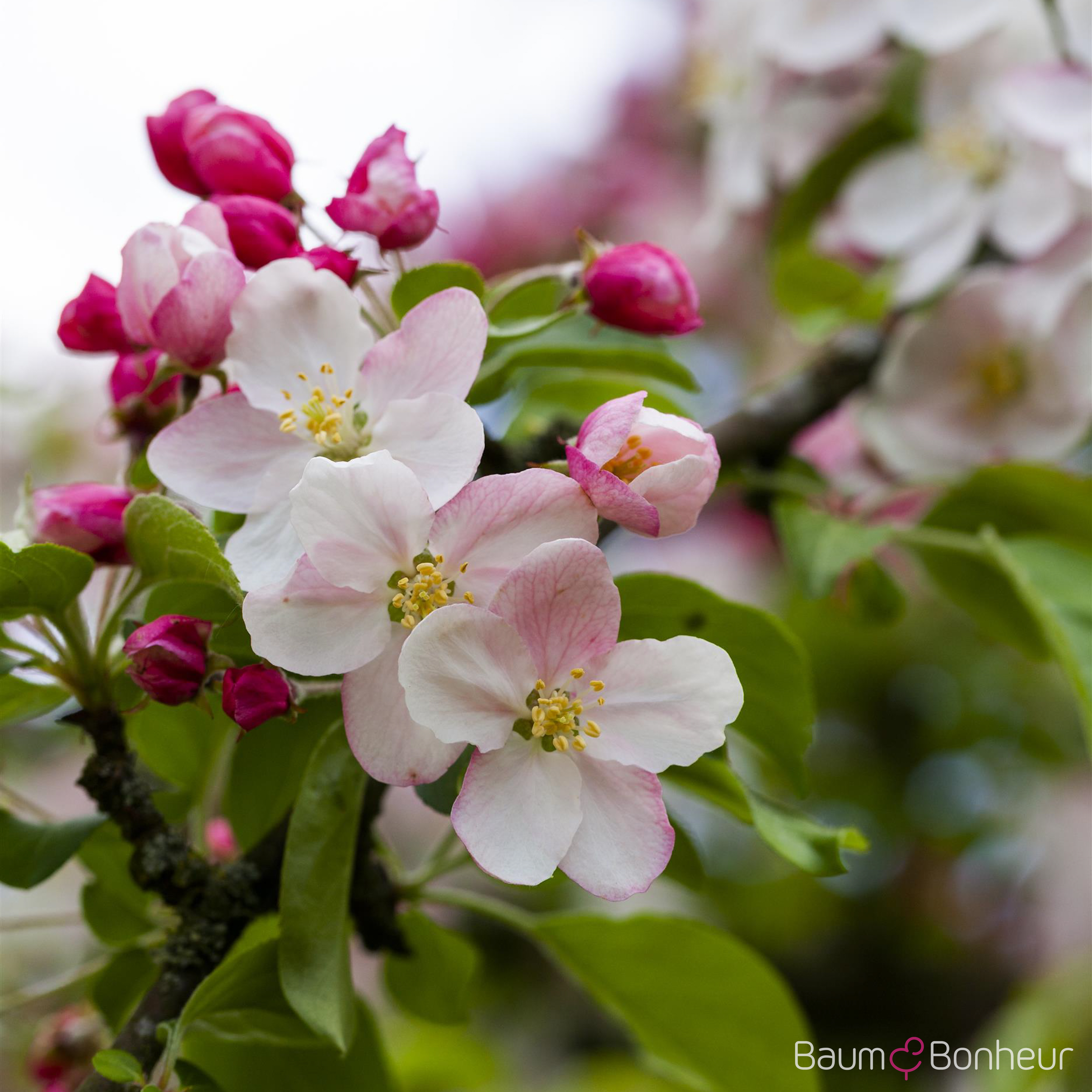 Malus 'Butterball'
