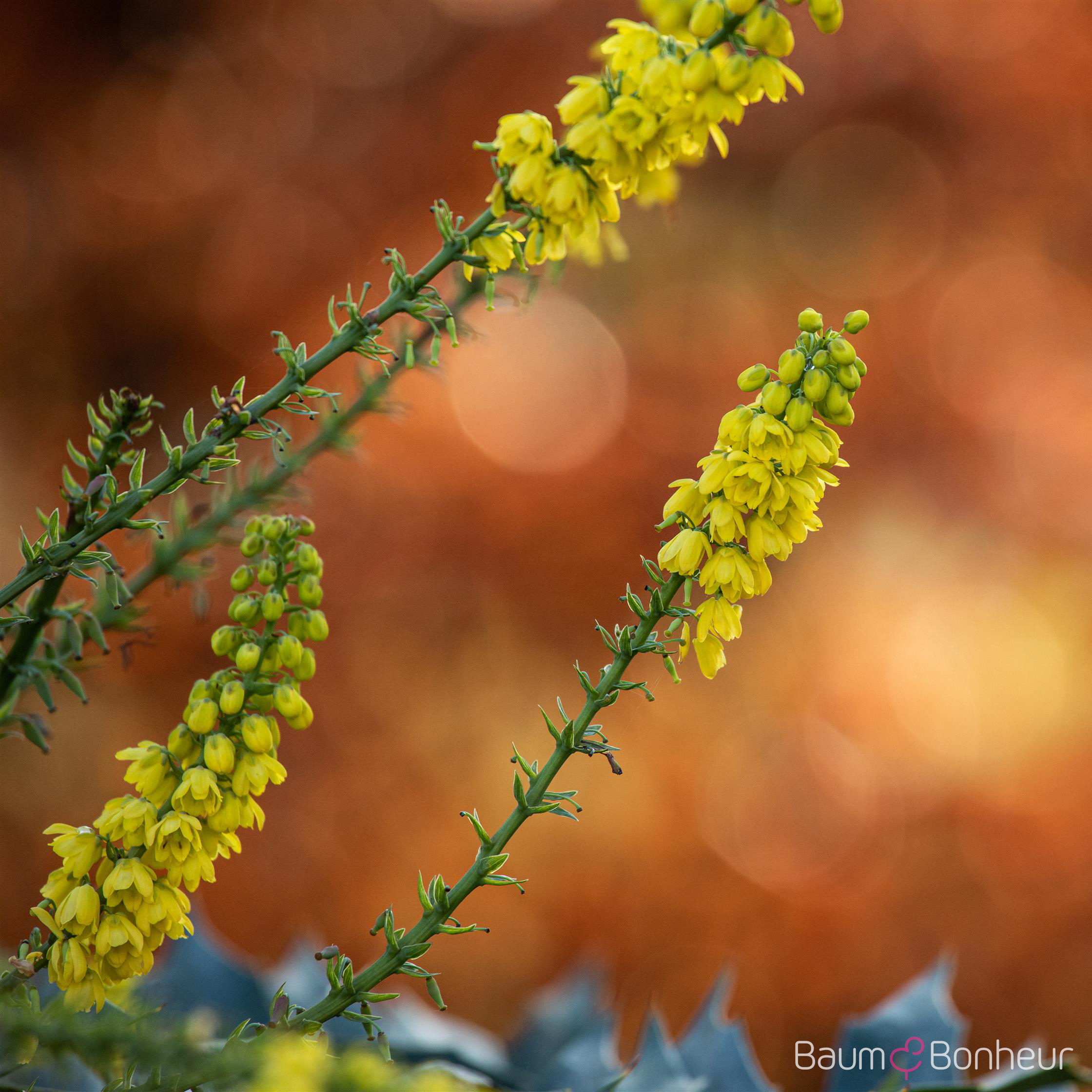 Mahonia media 'Winter Sun'