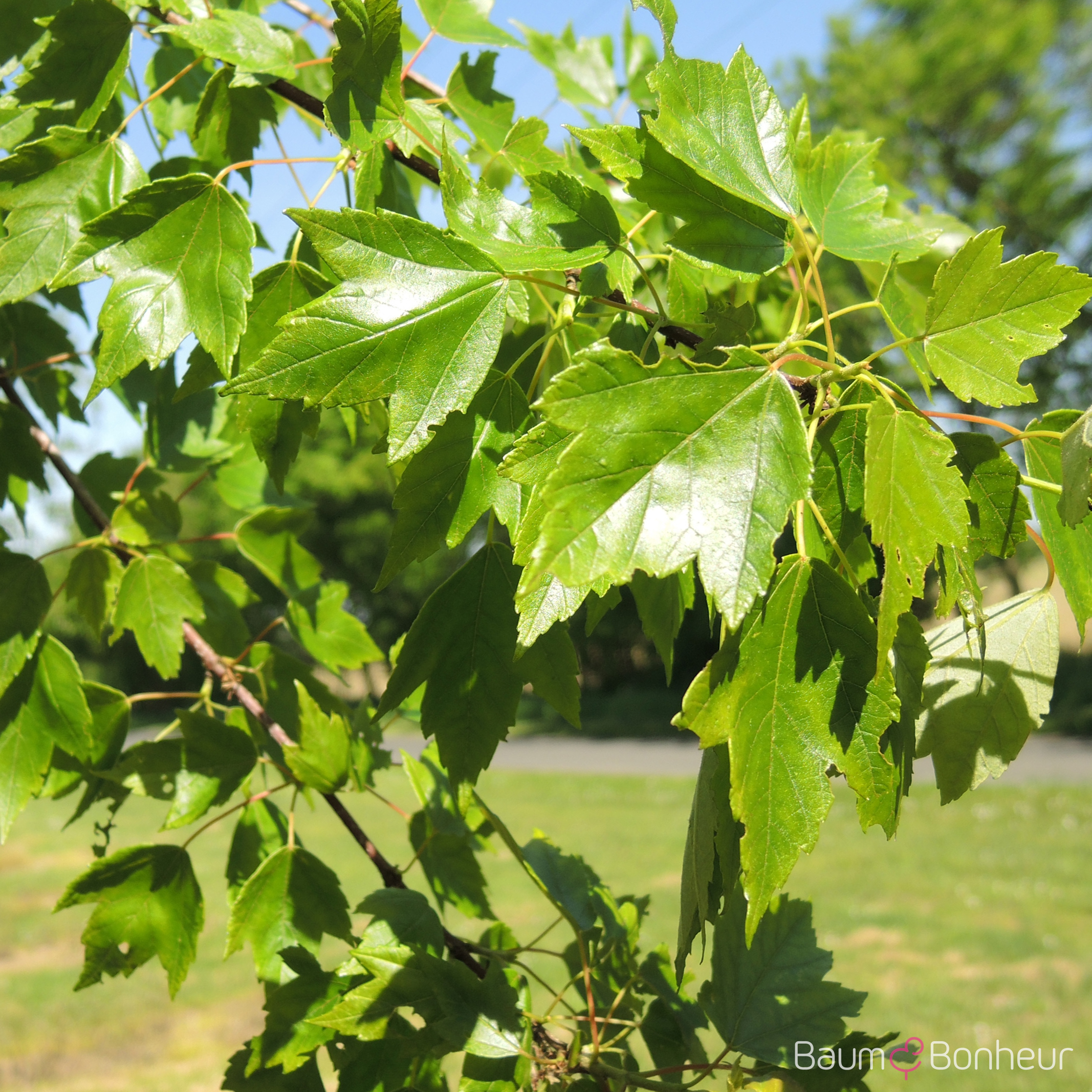 Acer rubrum 'Sun Valley'
