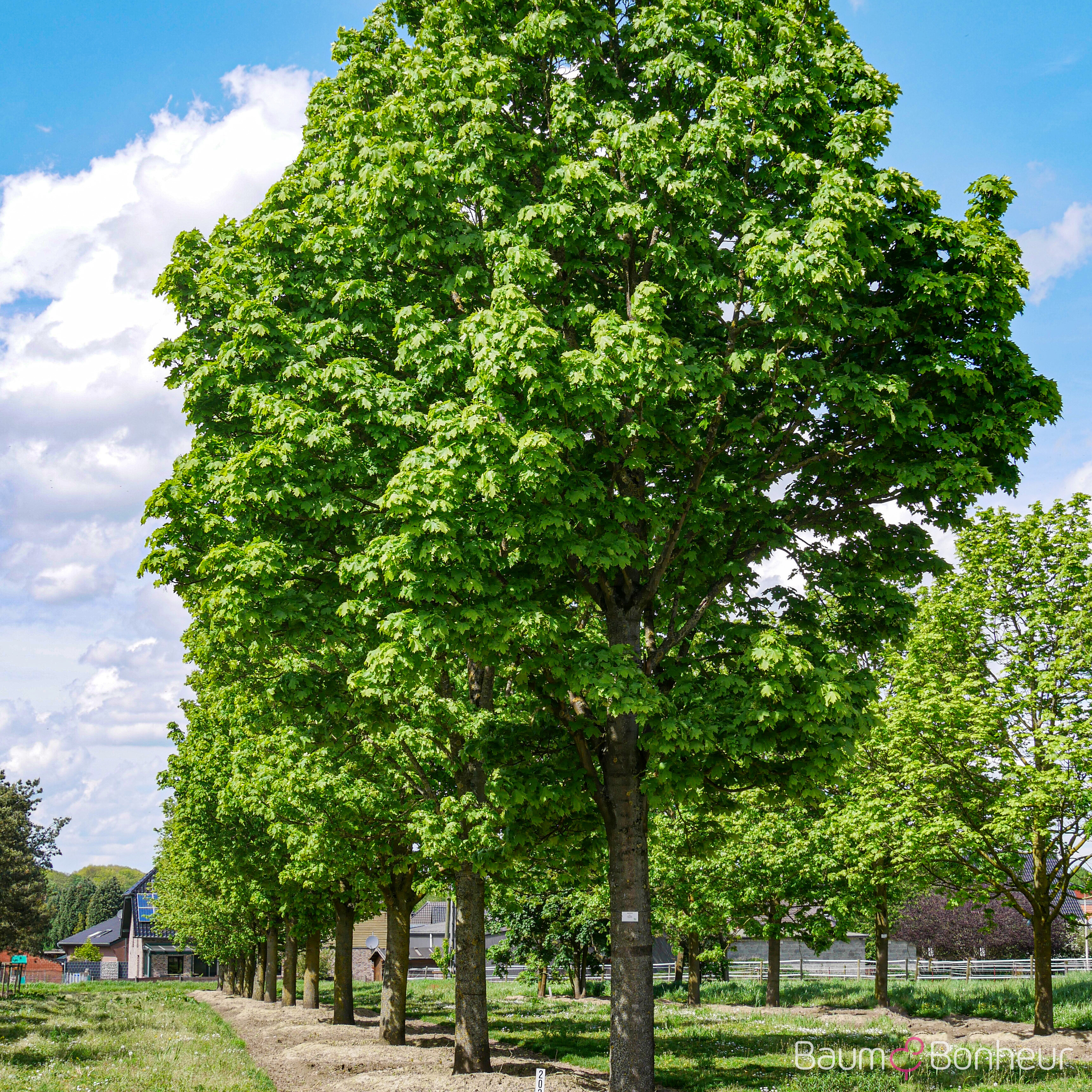 Acer platanoides 'Columnare'