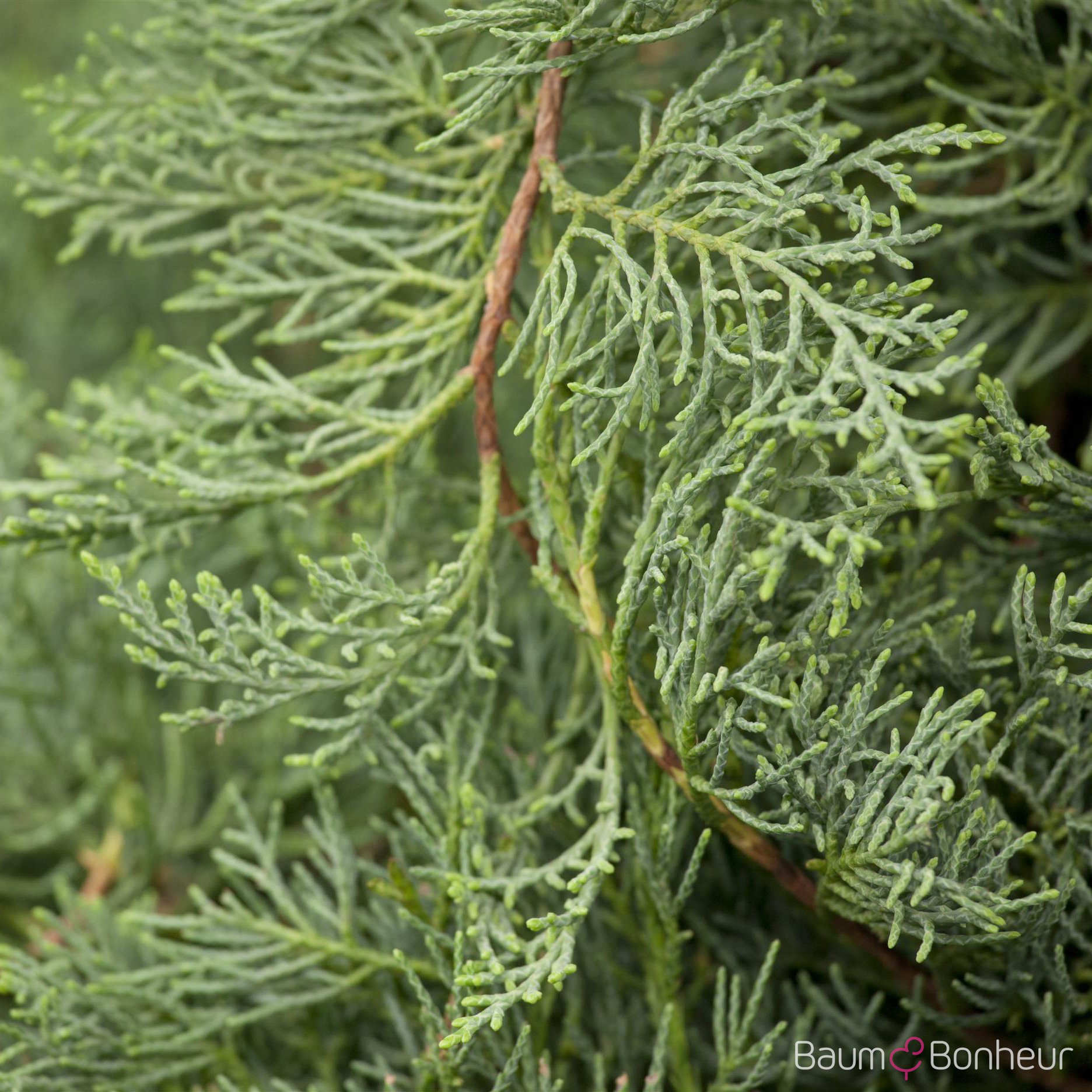 Juniperus virginiana 'Grey Owl'