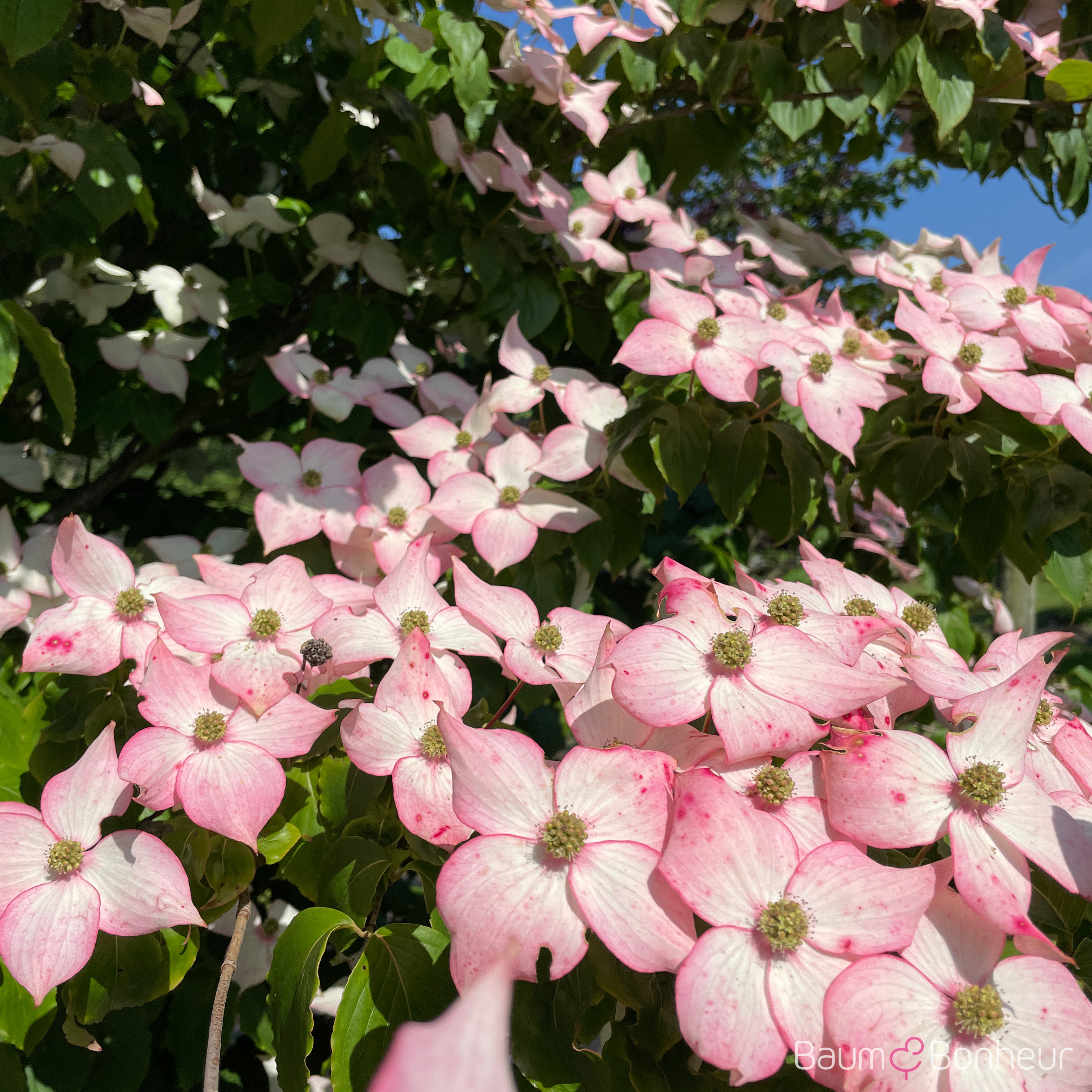 Cornus 'Stellar Pink' -R-