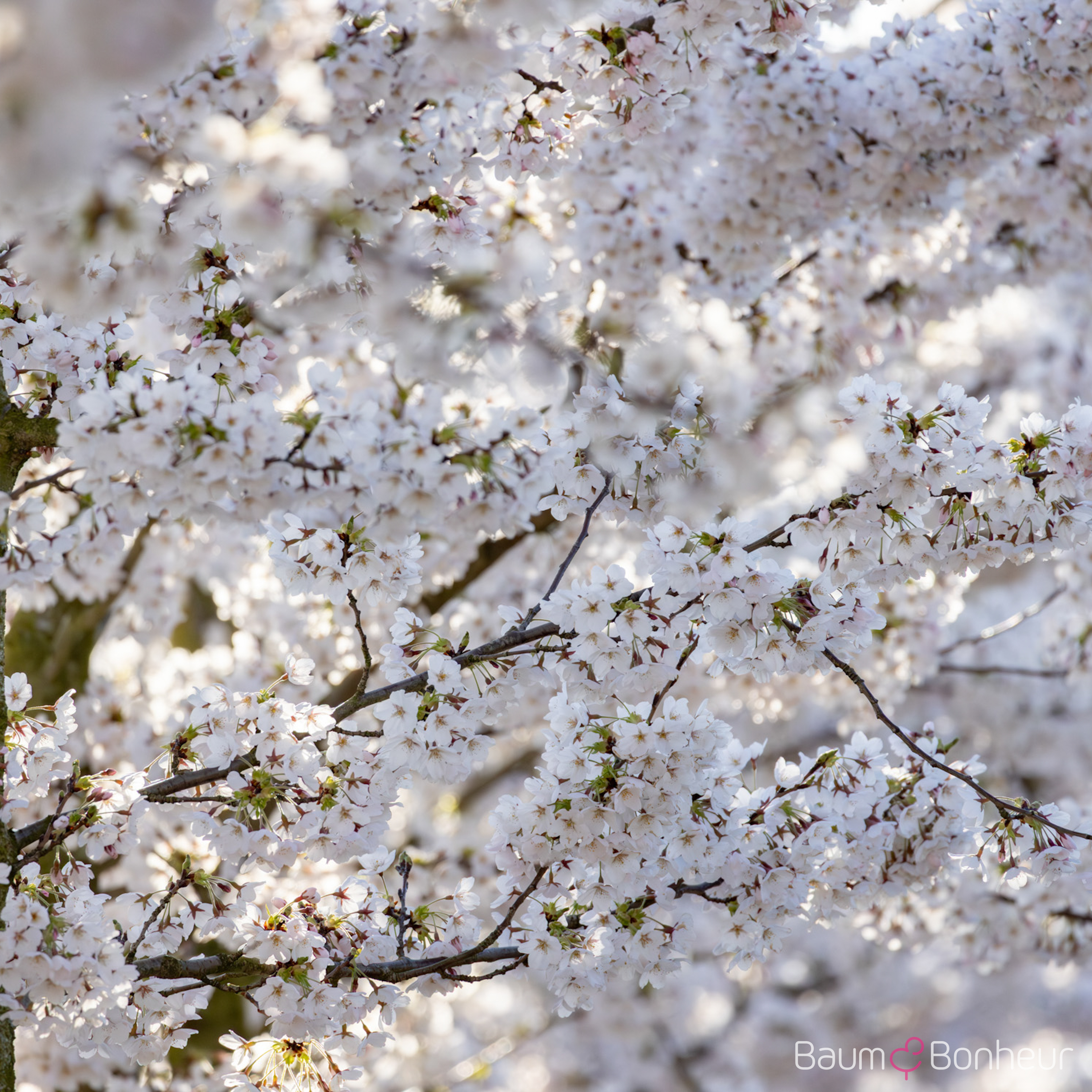 Prunus yedoensis