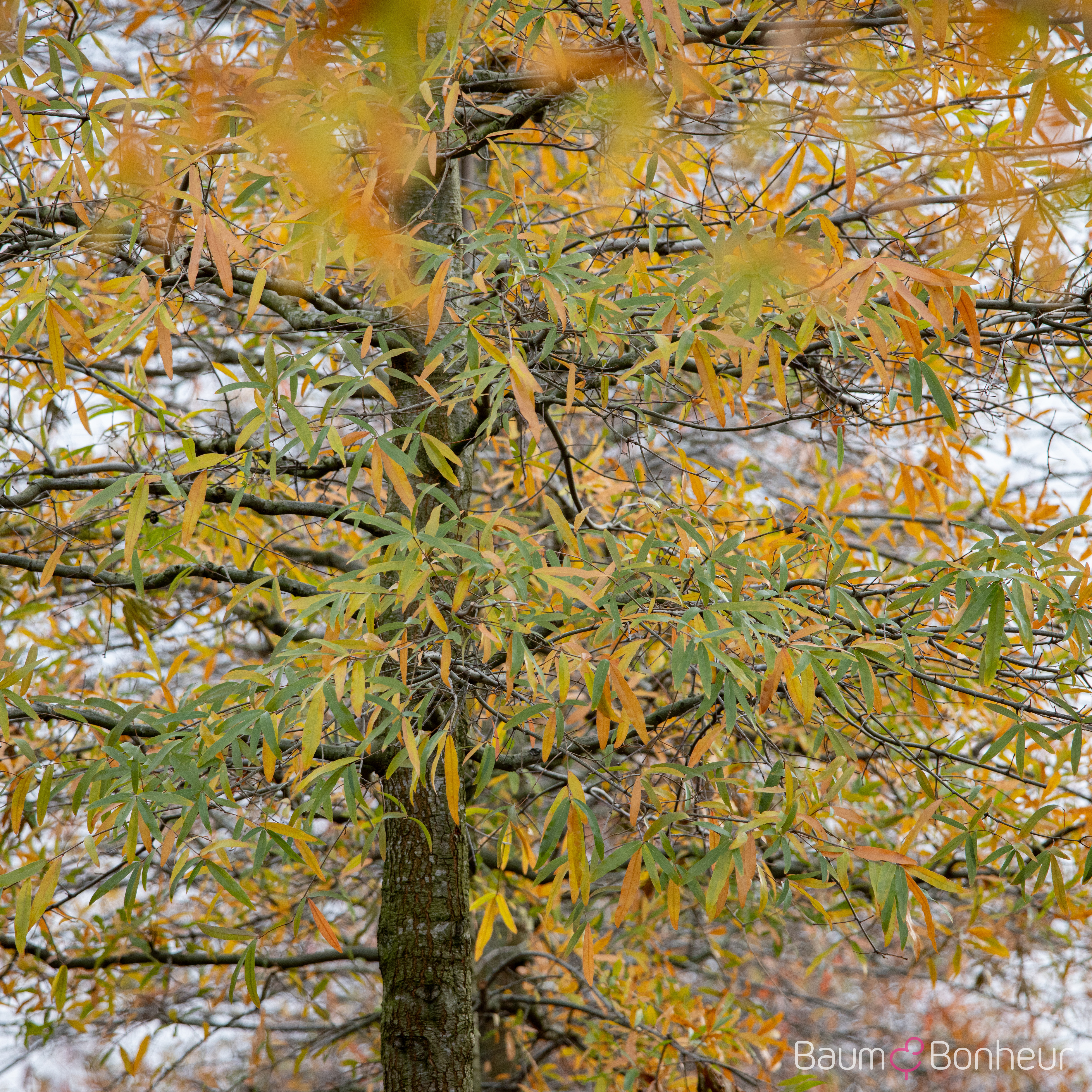 Quercus phellos