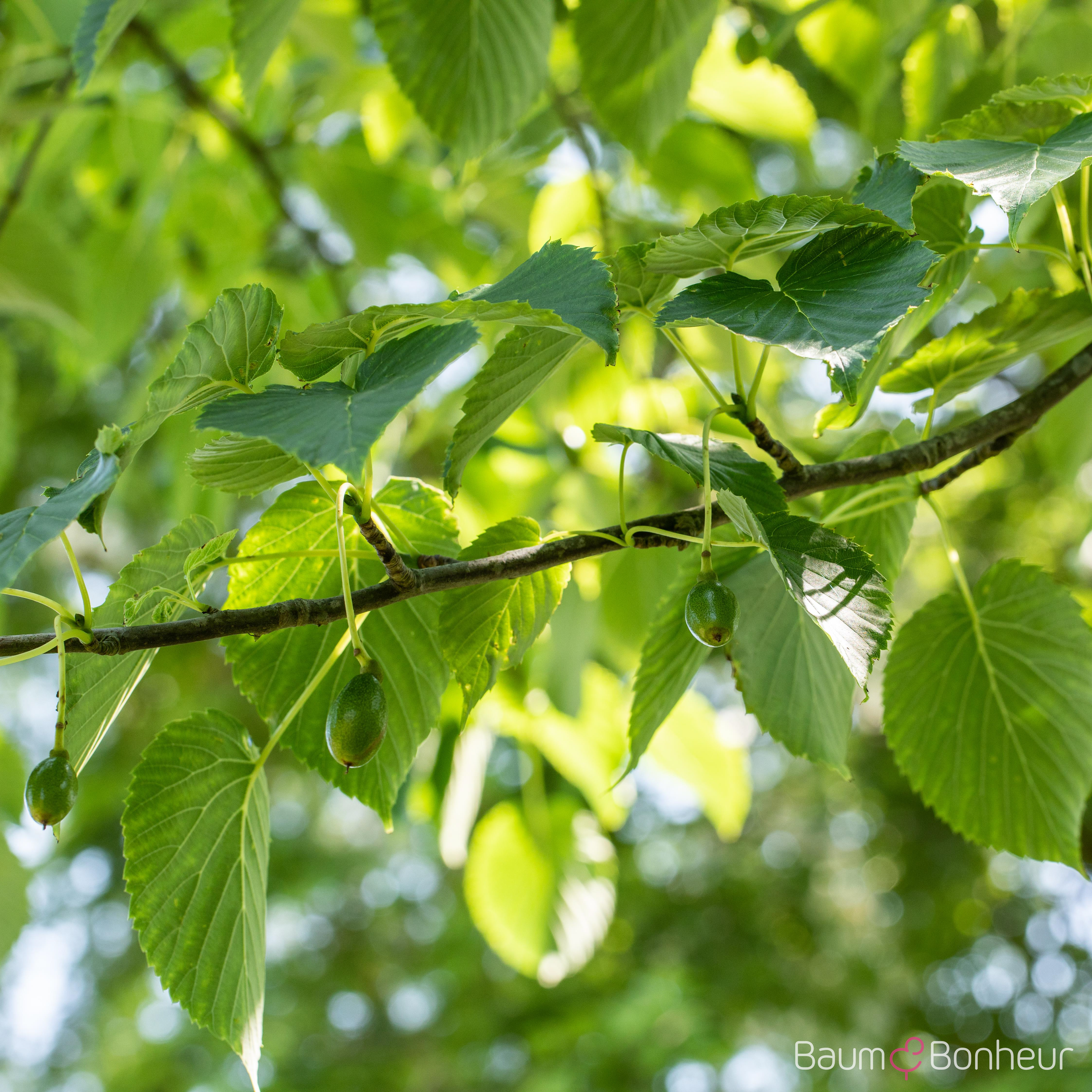 Davidia involucrata vilmoriniana
