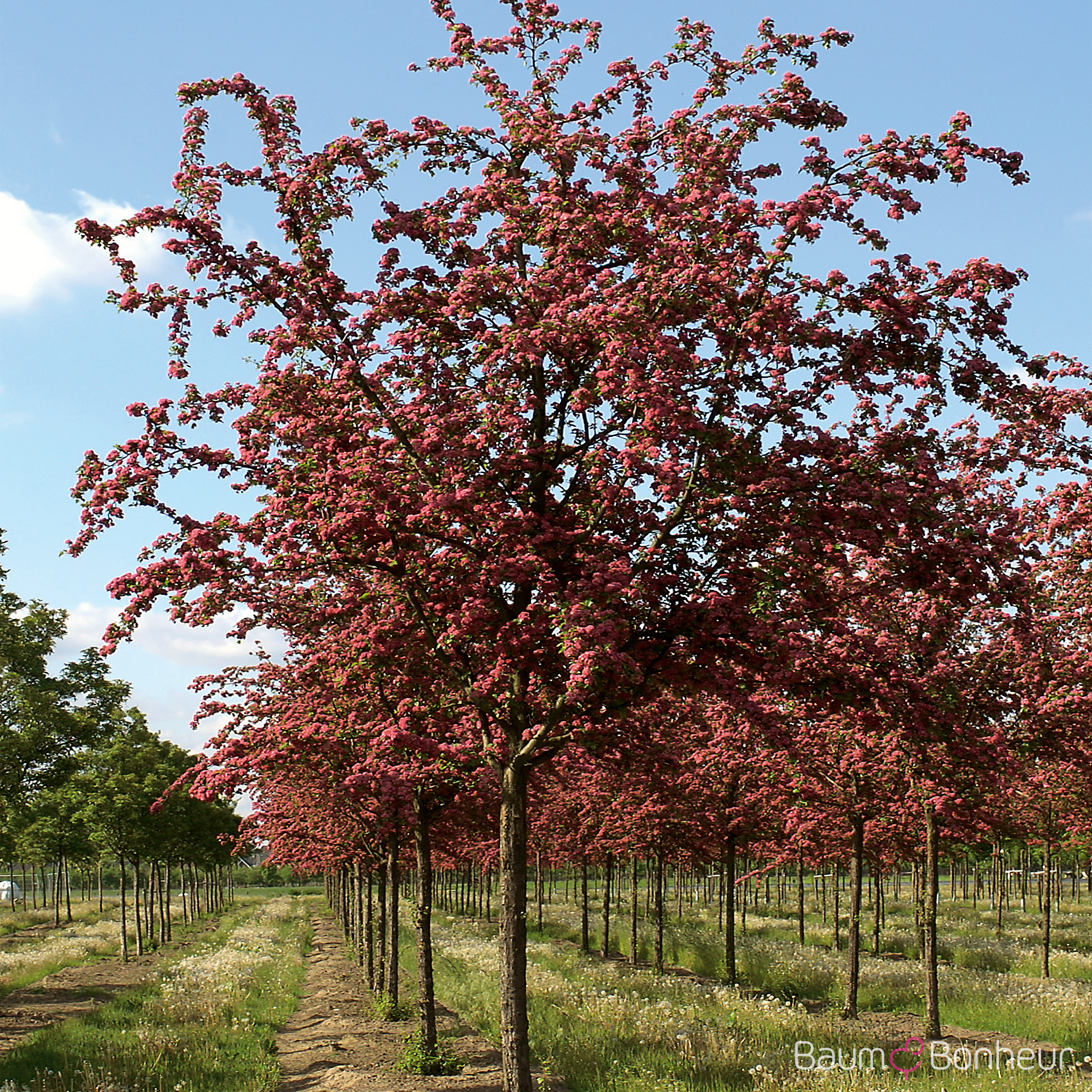 Crataegus laevigata 'Paul's Scarlet'