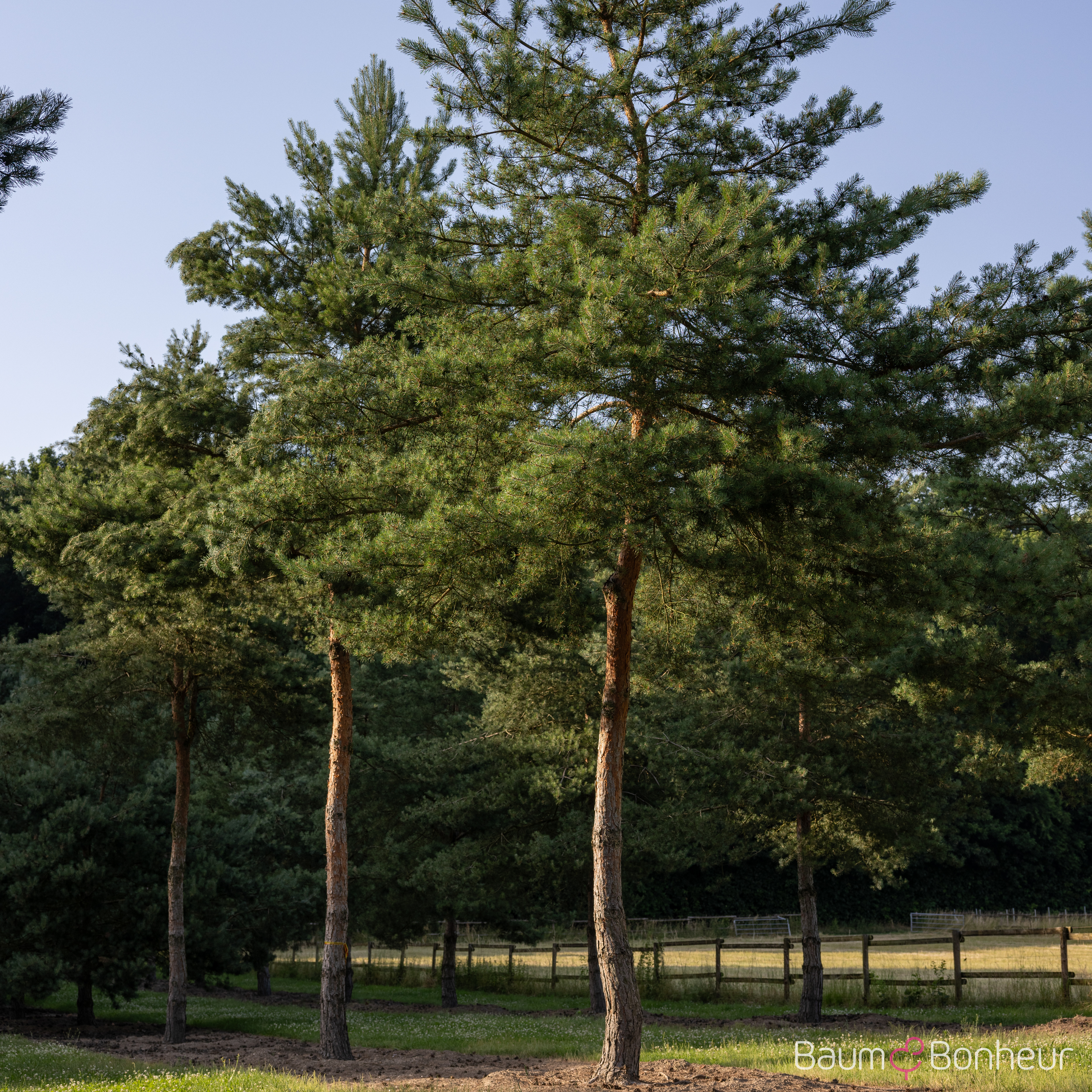Pinus sylvestris