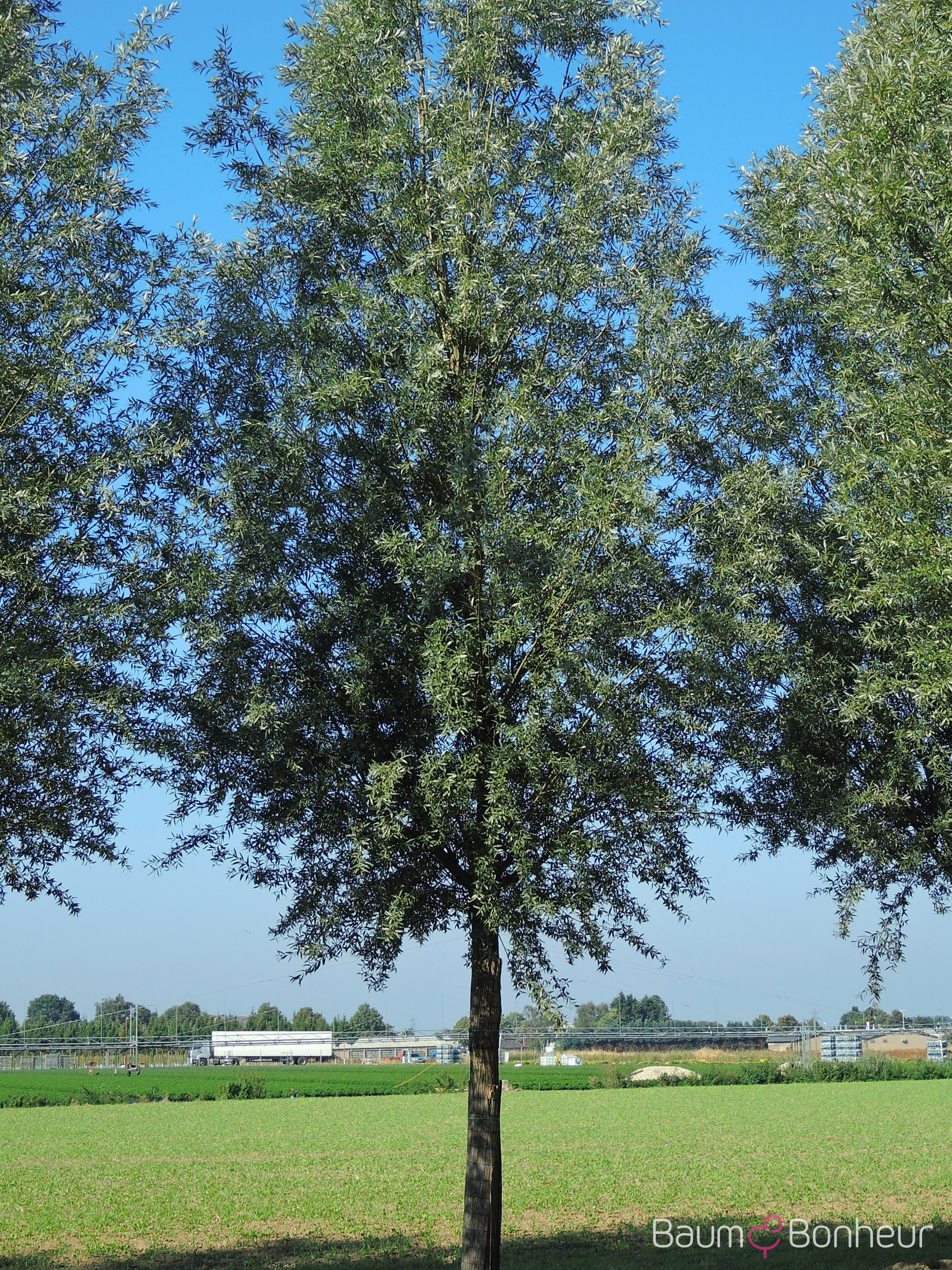 Salix alba