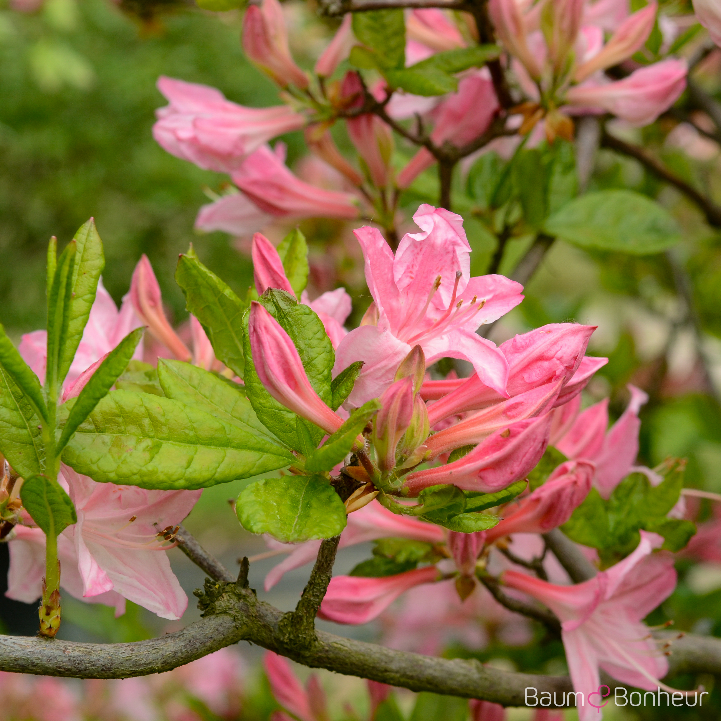 Rhododendron luteum 'Cecile'