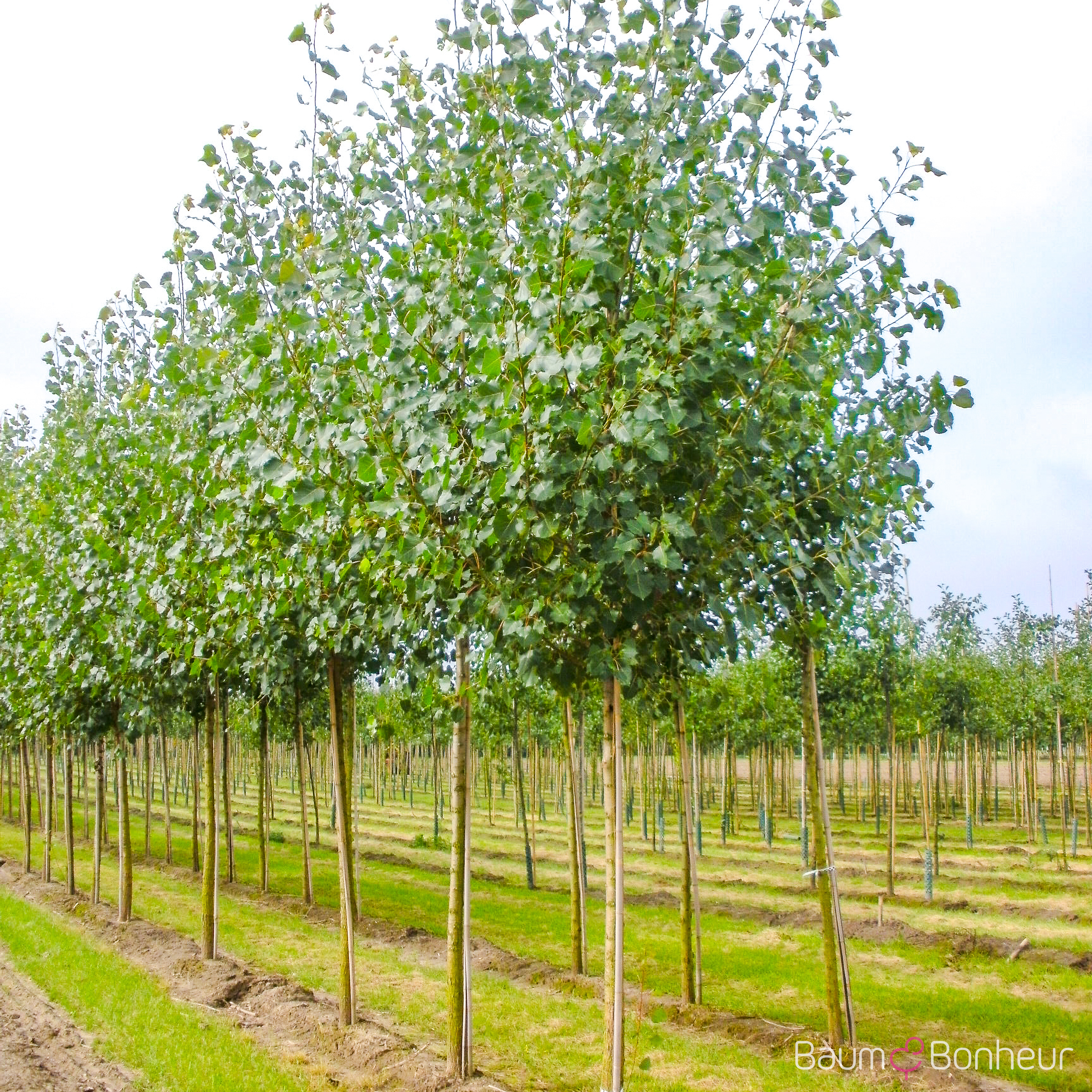 Populus berolinensis