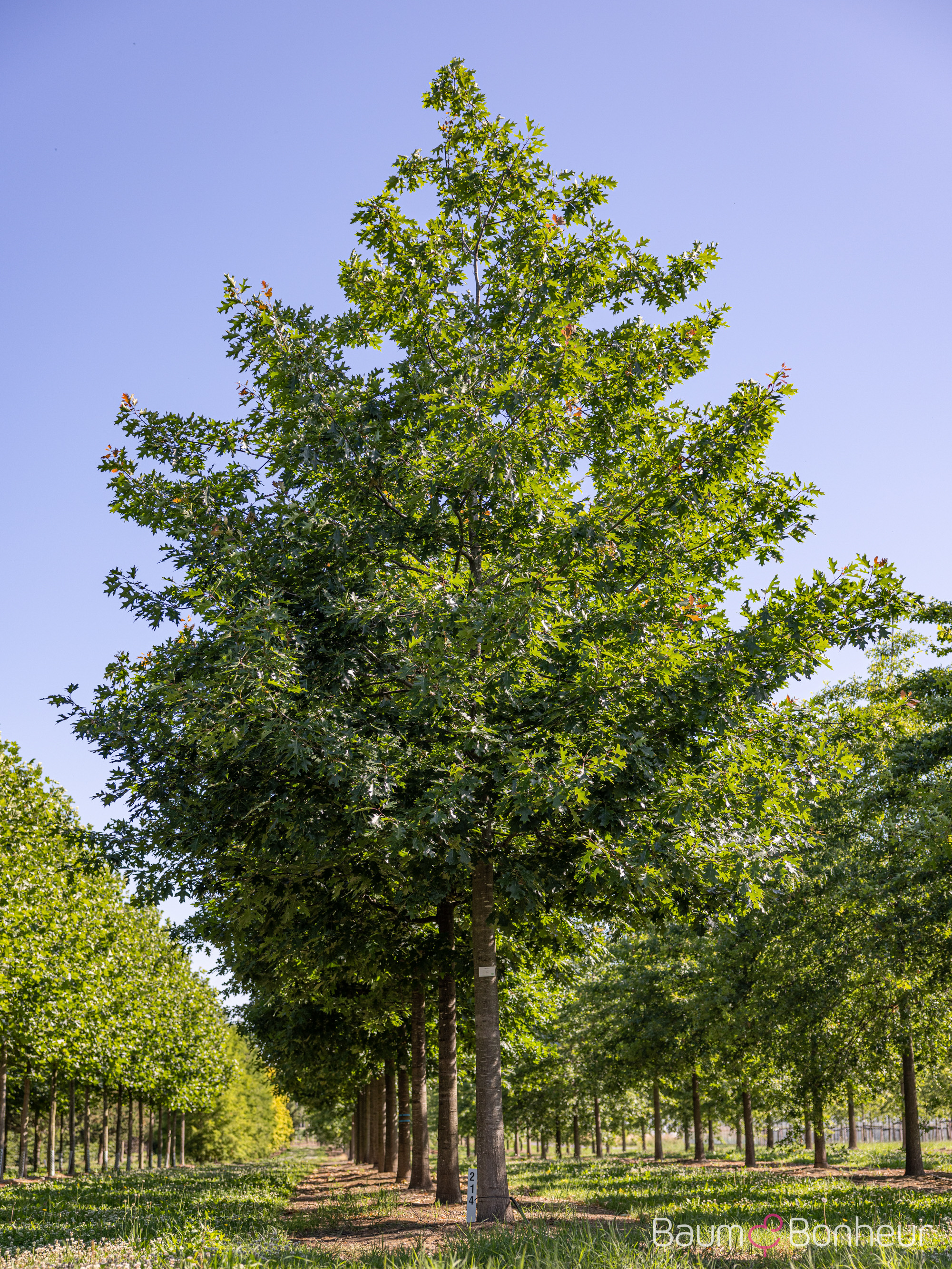 Quercus rubra