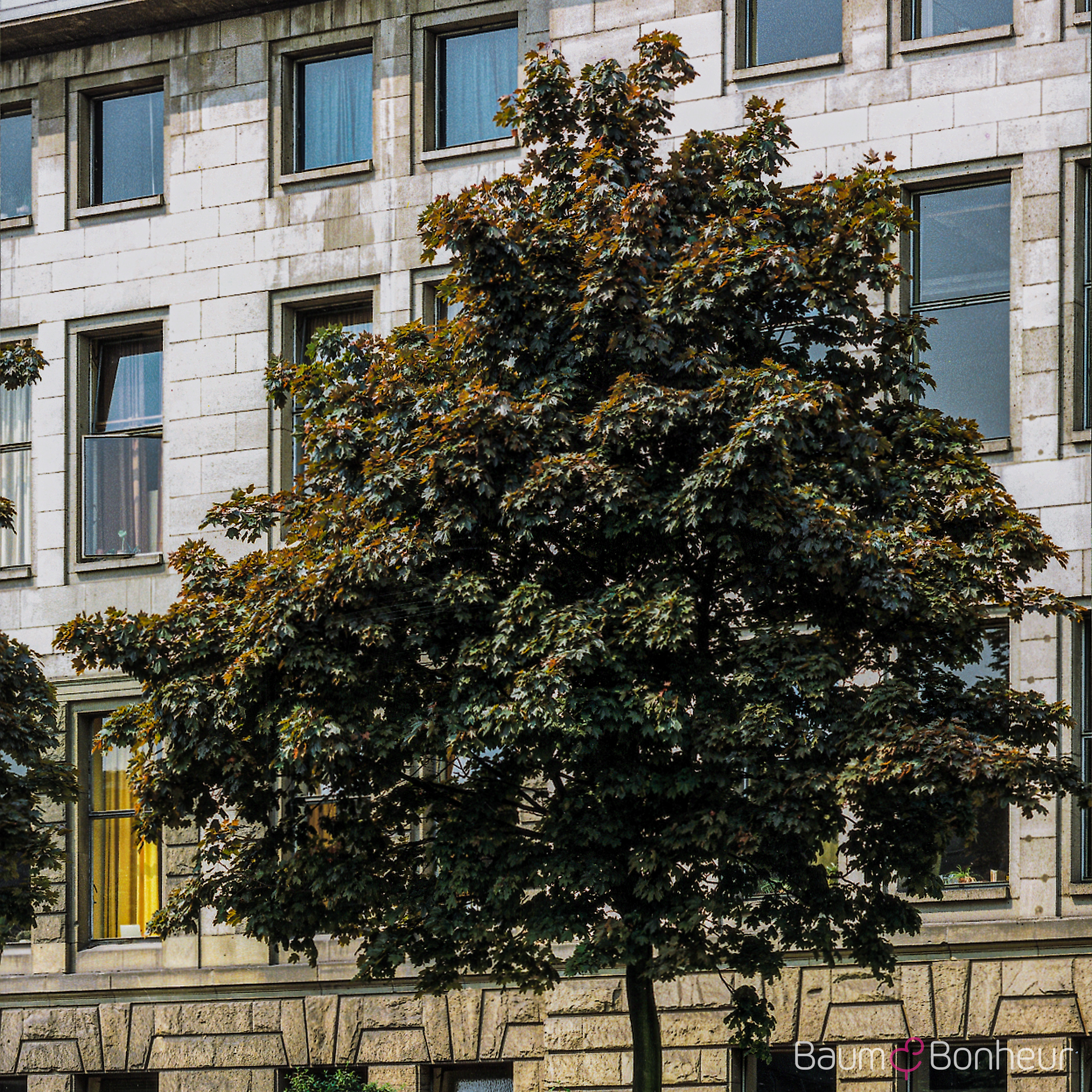 Acer platanoides 'Schwedleri'