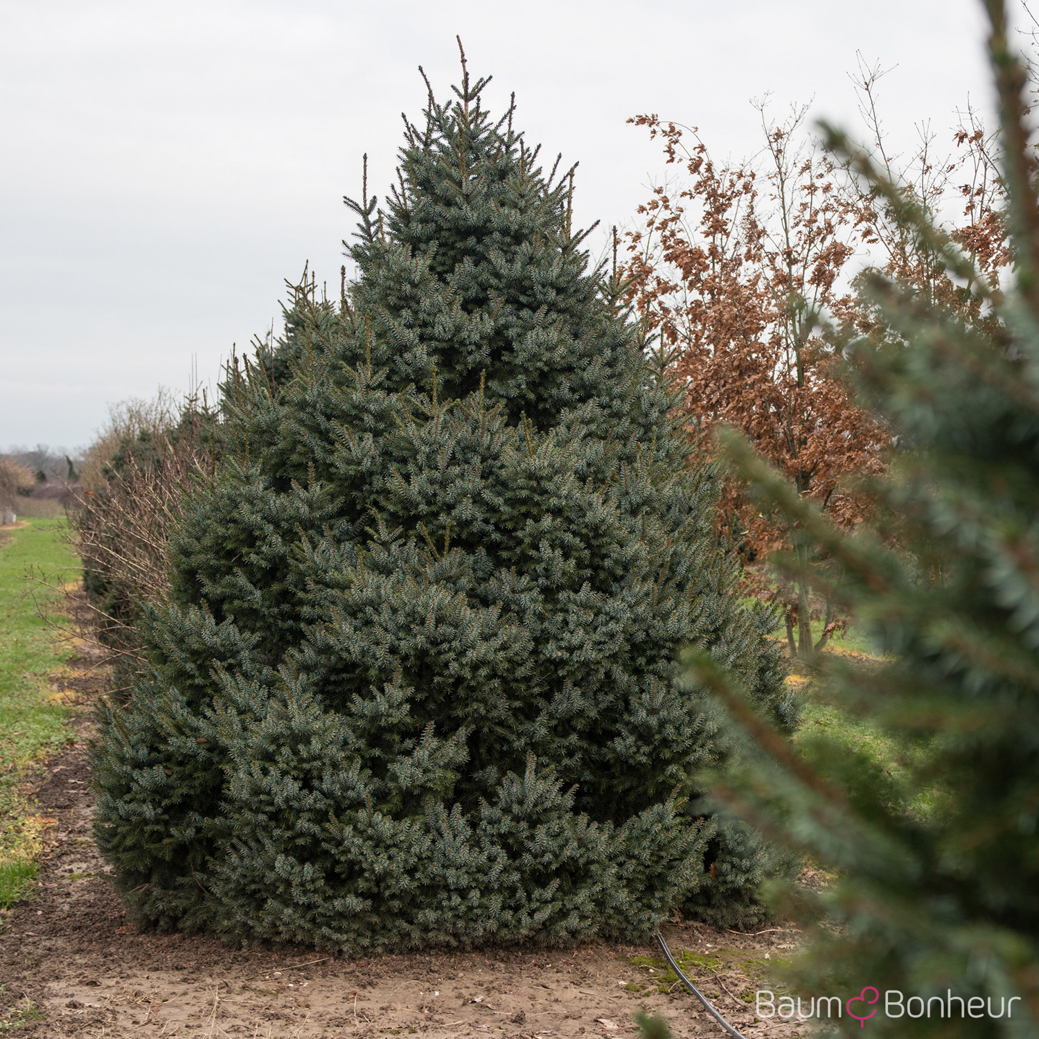 Picea omorika 'Nana'