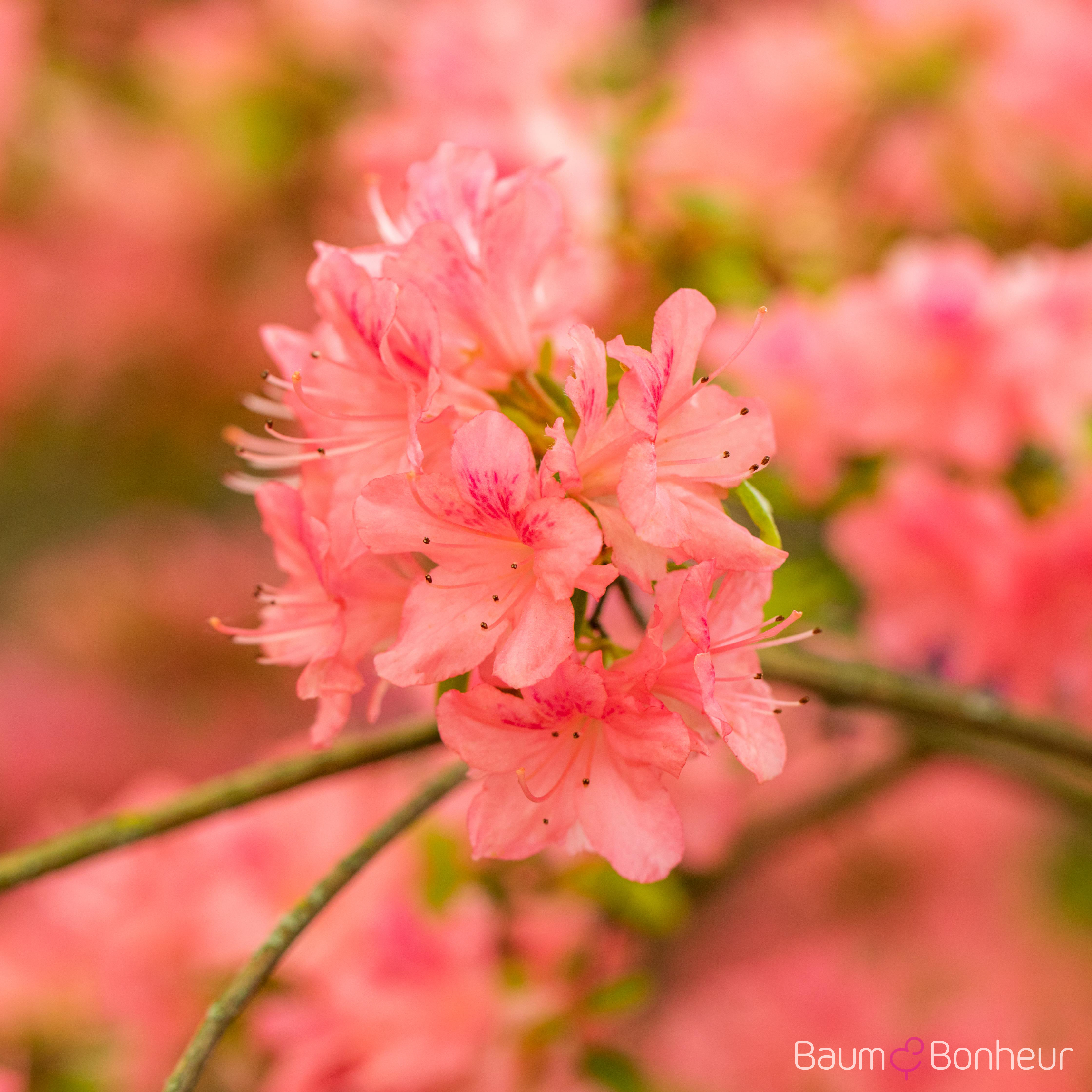 Rhododendron BGA 'Diamant Lachs'®