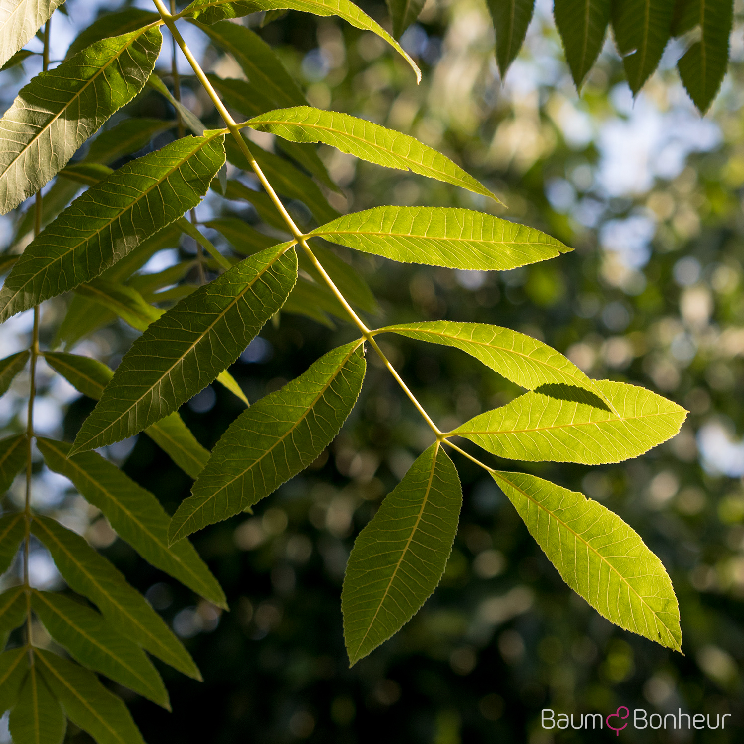 Carya illinoiensis