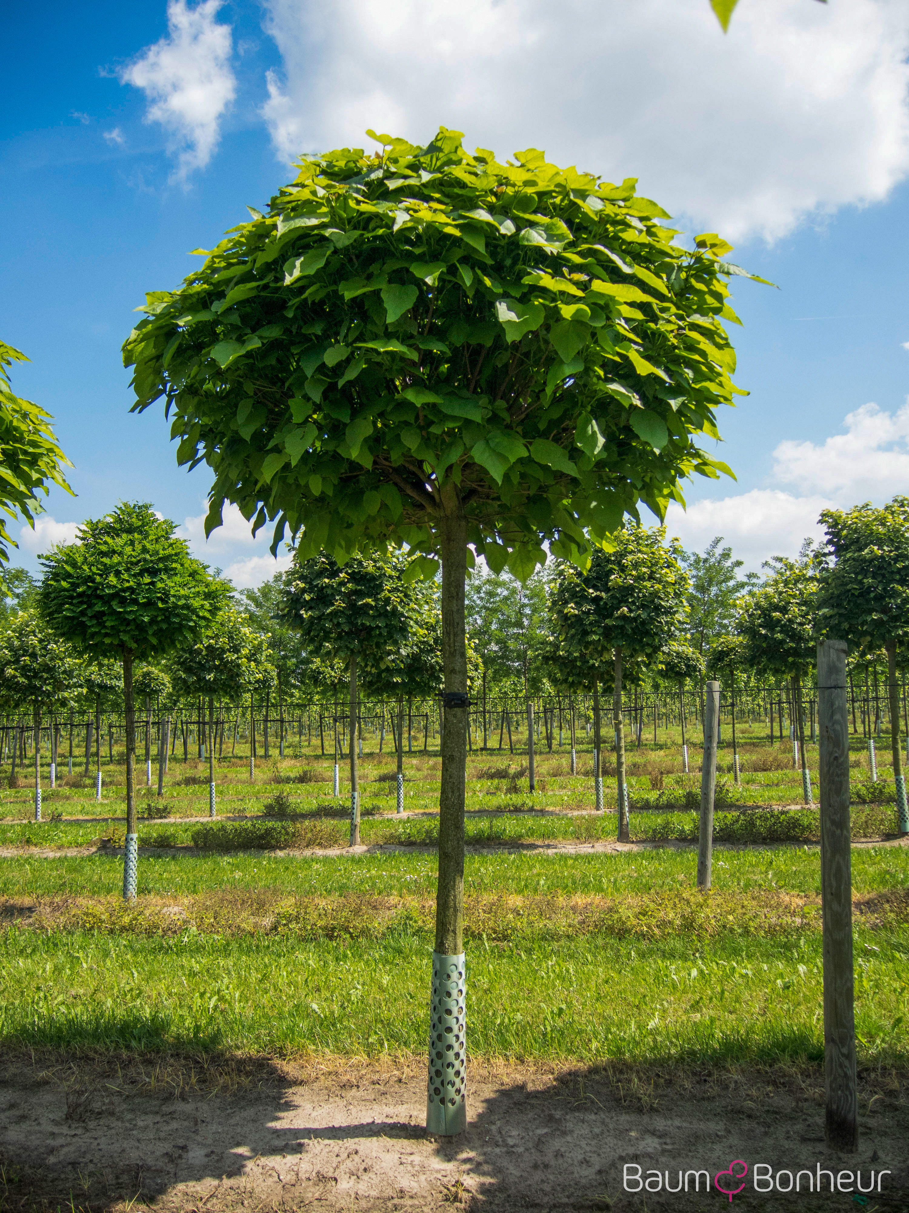 Catalpa bignonioides 'Nana'
