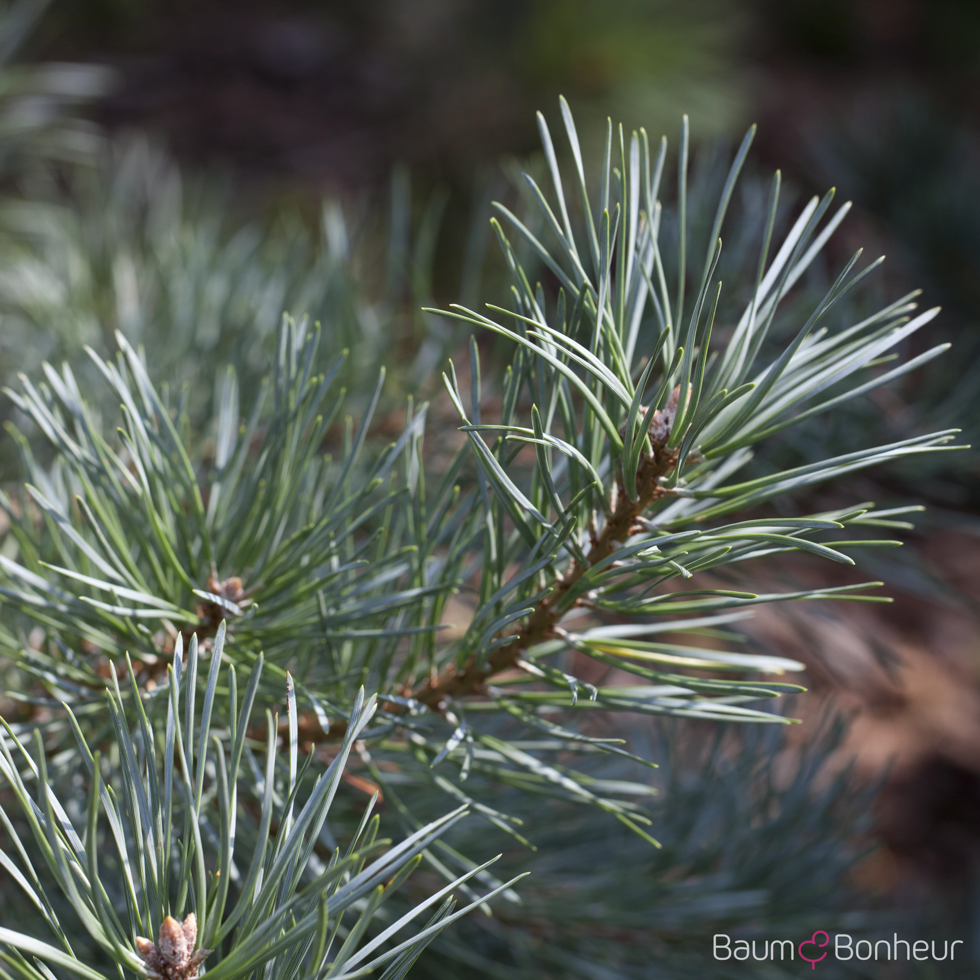 Pinus sylvestris 'Glauca'