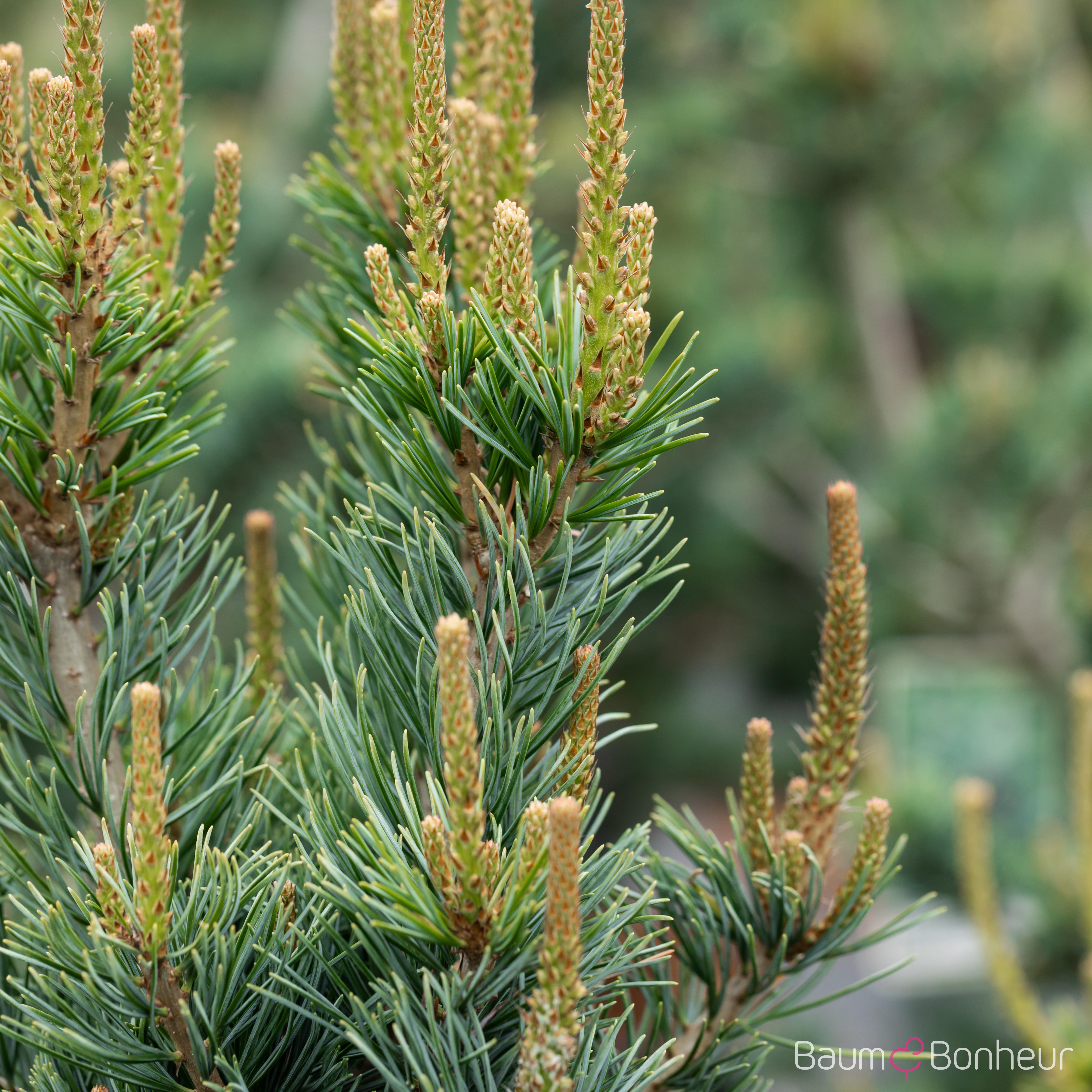Pinus parviflora 'Glauca'