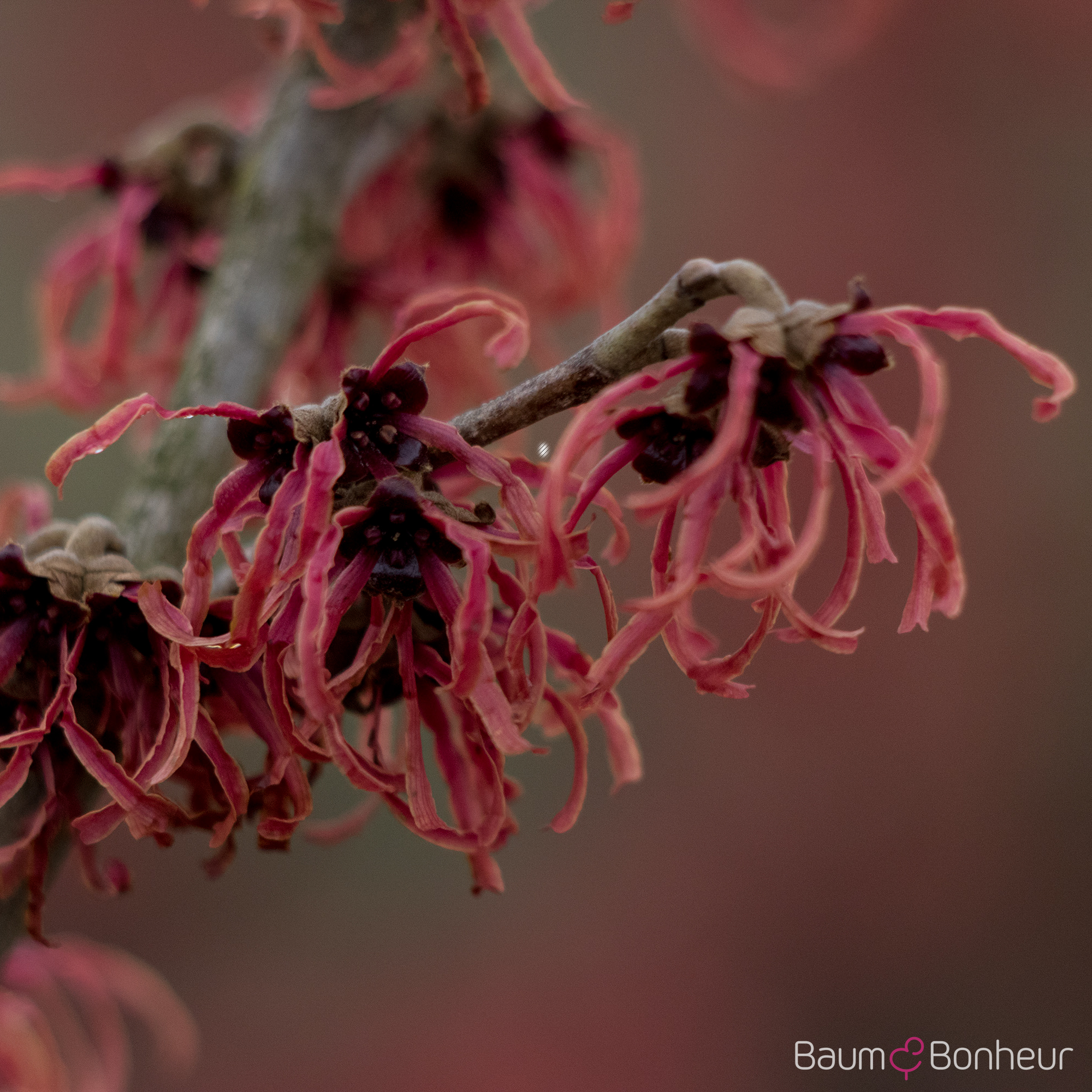 Hamamelis intermedia 'Feuerzauber'