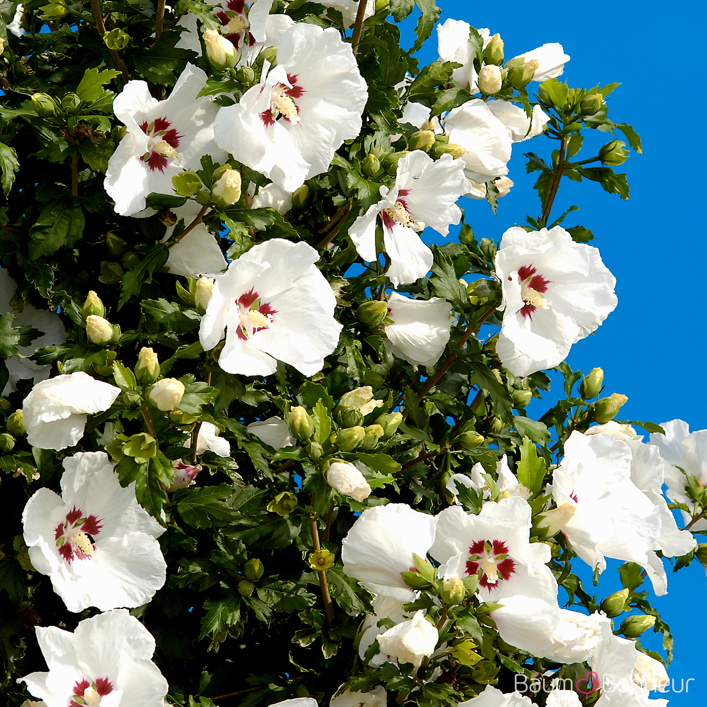 Hibiscus syriacus 'Red Heart'