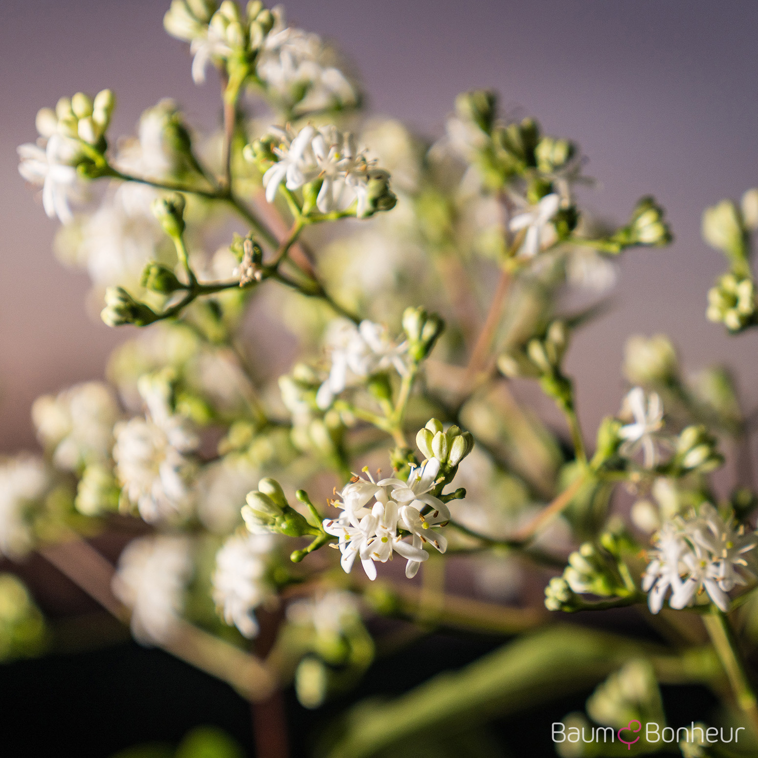 Heptacodium miconioides