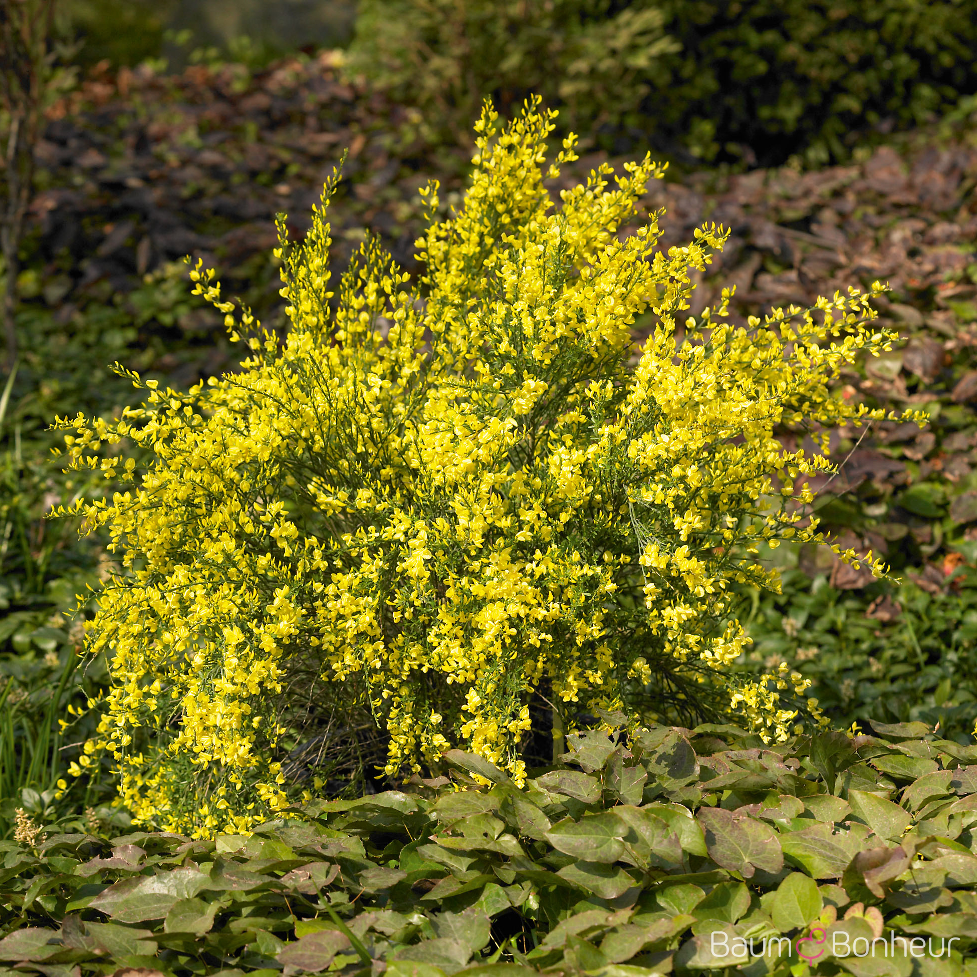 Cytisus praecox 'Allgold'